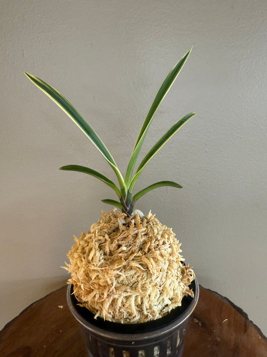 Neofinetia falcata Amami Shiroshima 奄美白縞