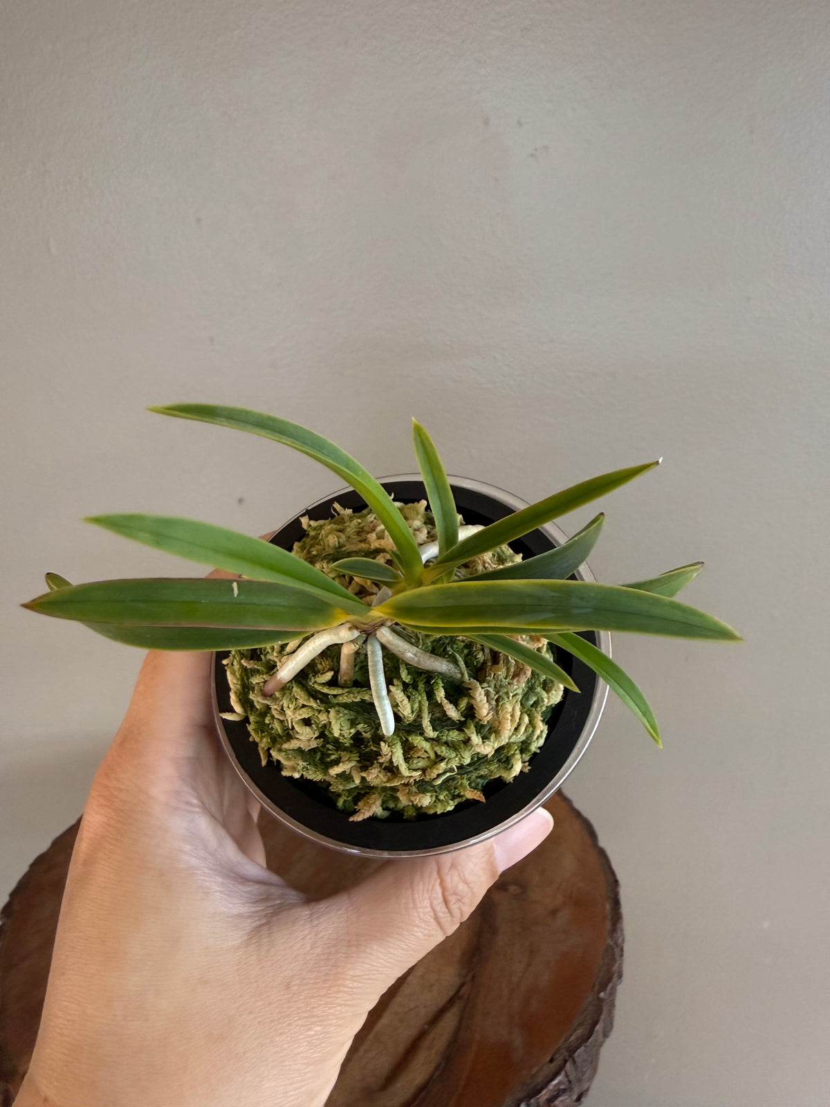 Neofinetia falcata Shingetsu 真月