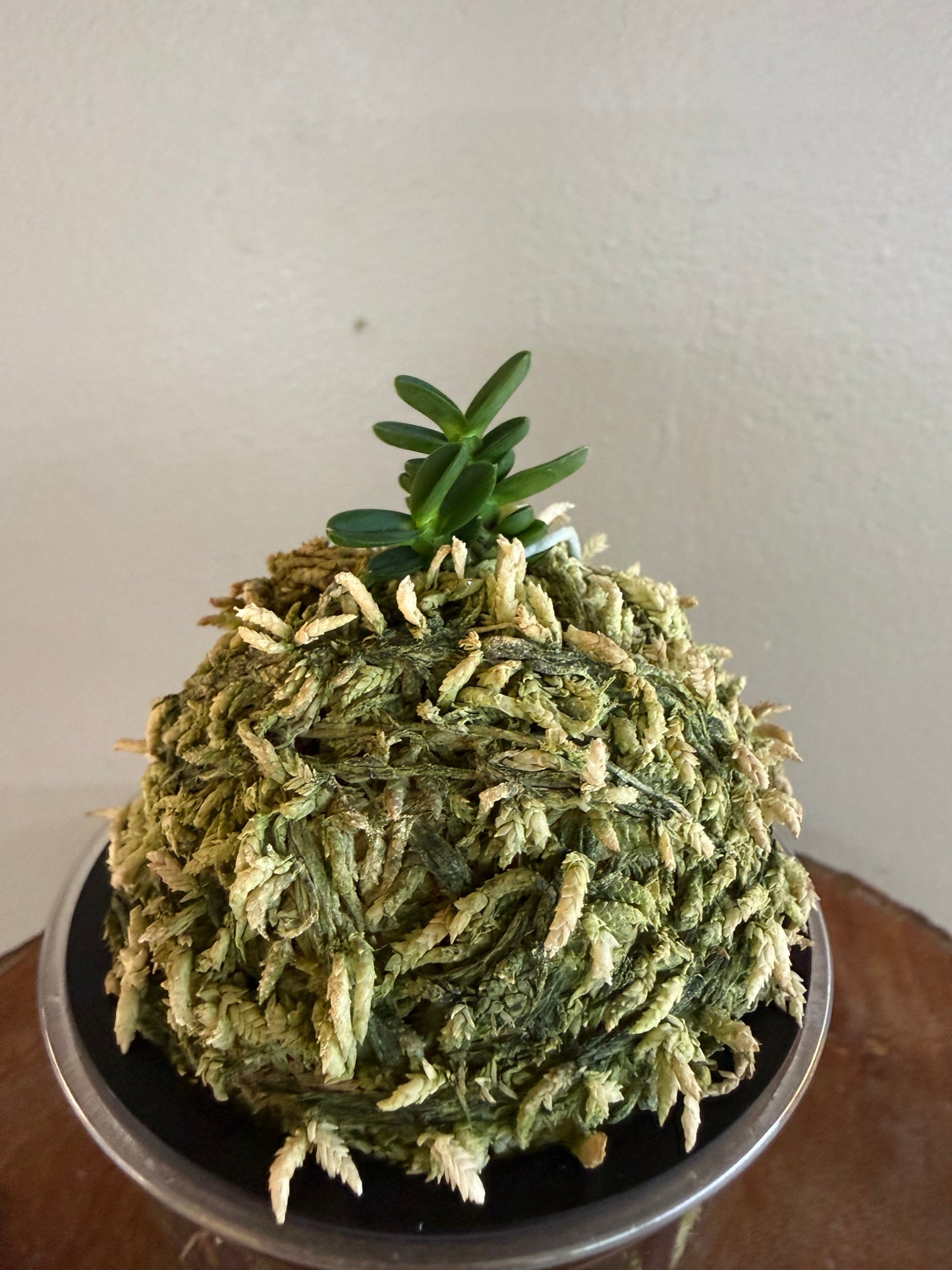 Neofinetia falcata Kotengyoku 小天玉