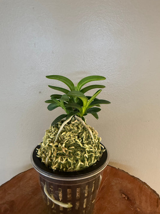 Neofinetia falcata Tsushima nishiki (Tsushima Ryokuho shima) 對馬錦