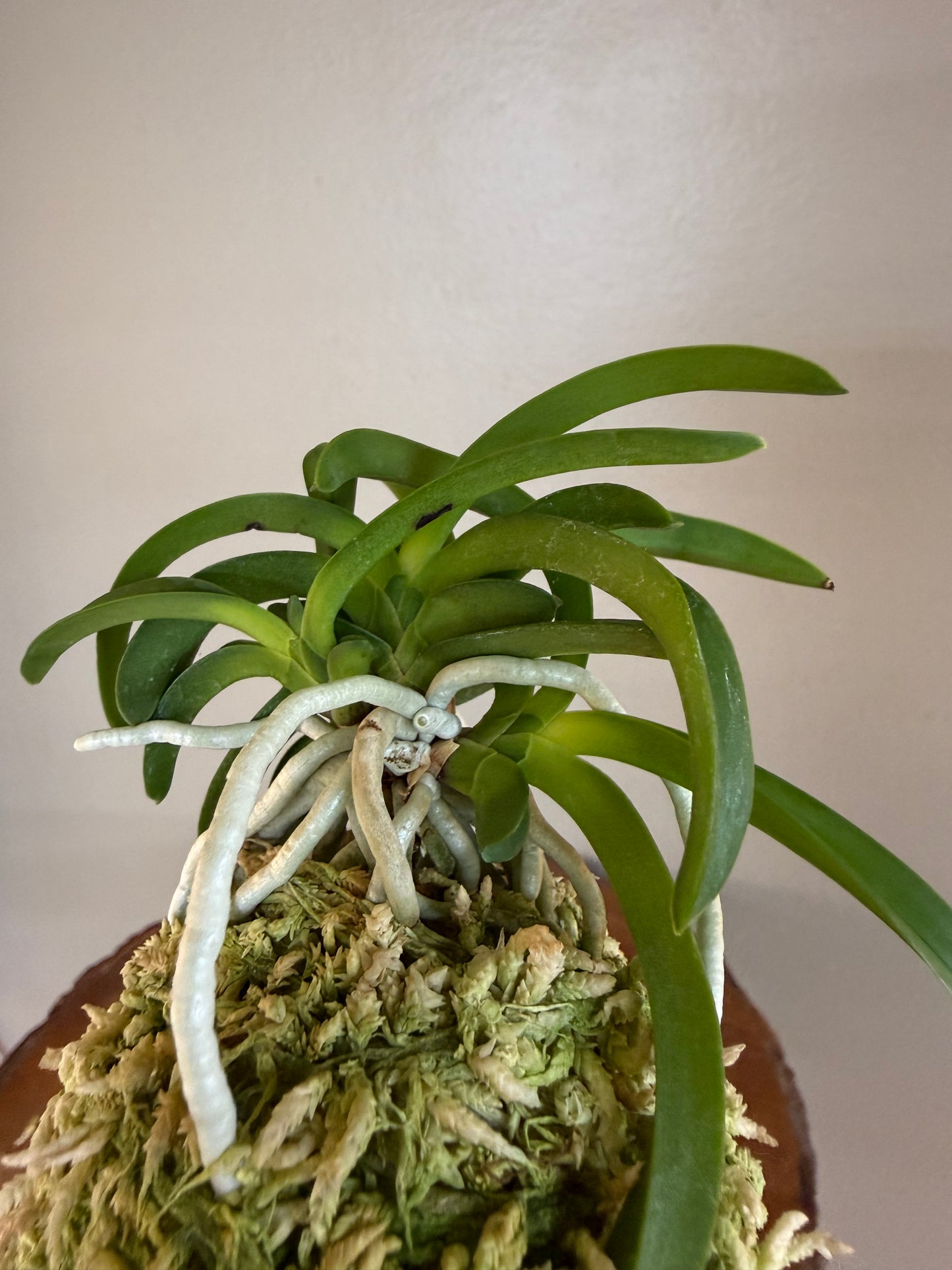 Neofinetia falcata Onami Seikai 大波青海