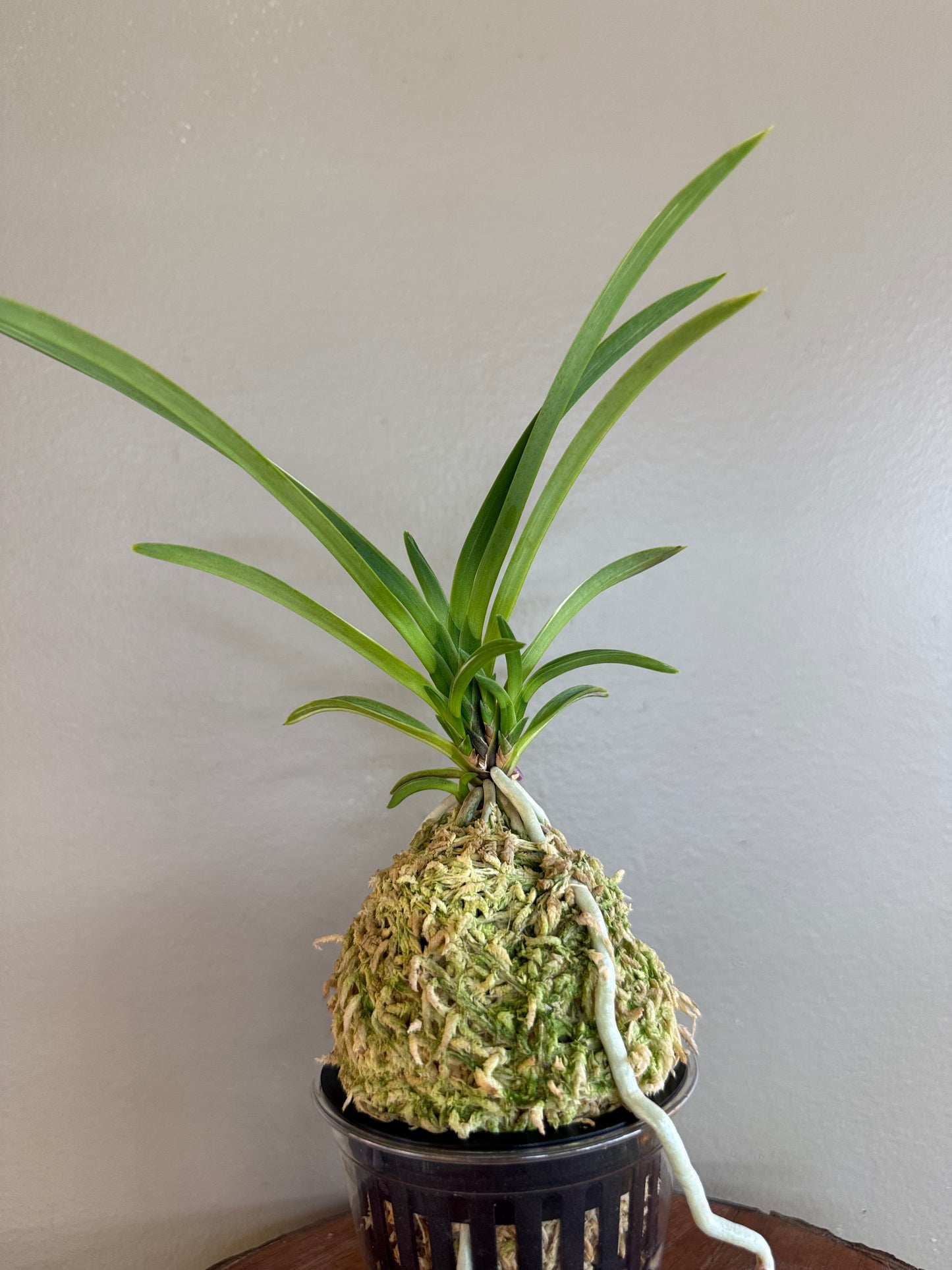 Neofinetia falcata Nishiryonishiki 西凌錦