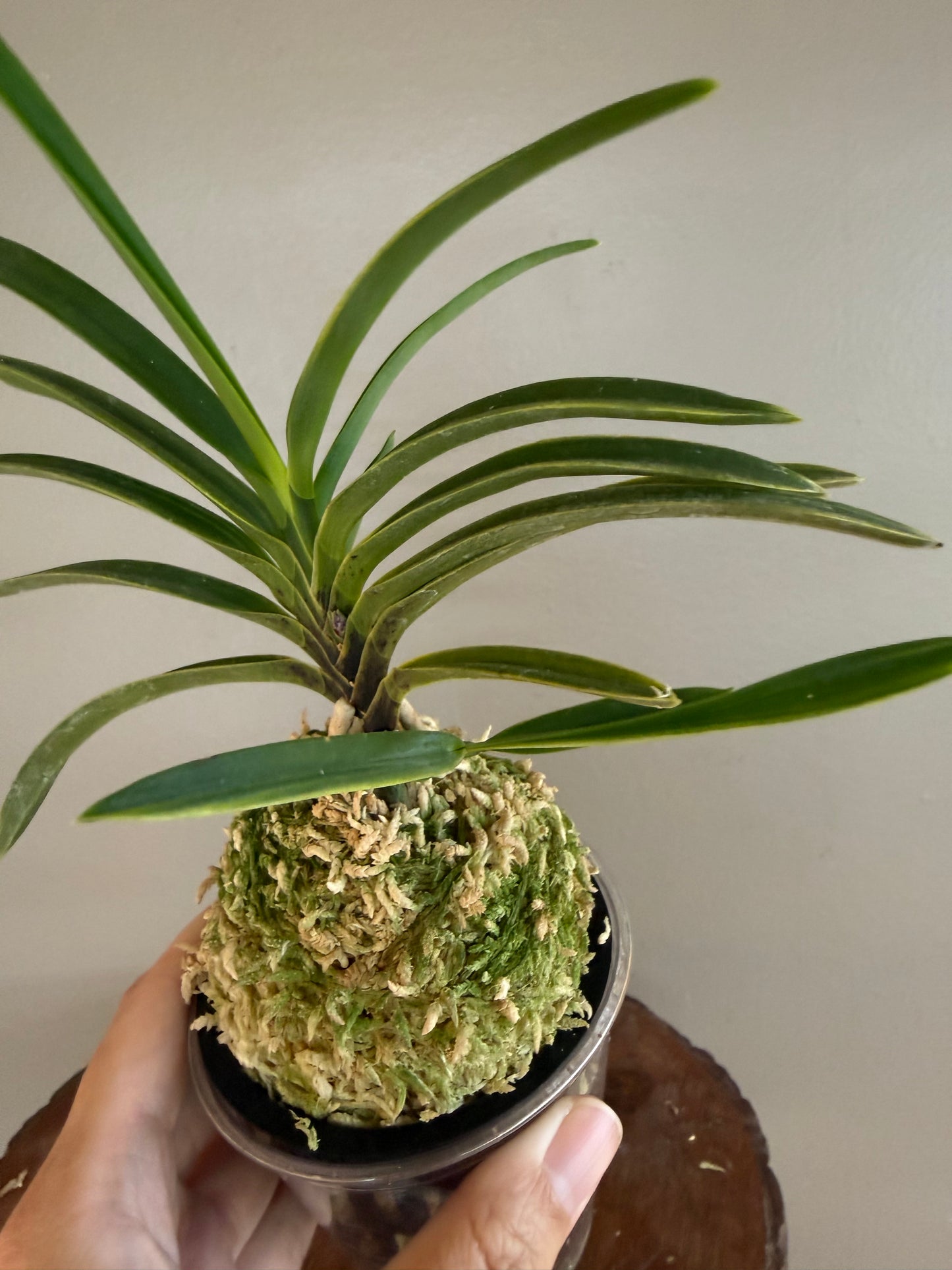 Neofinetia falcata Gahouden 雅宝殿