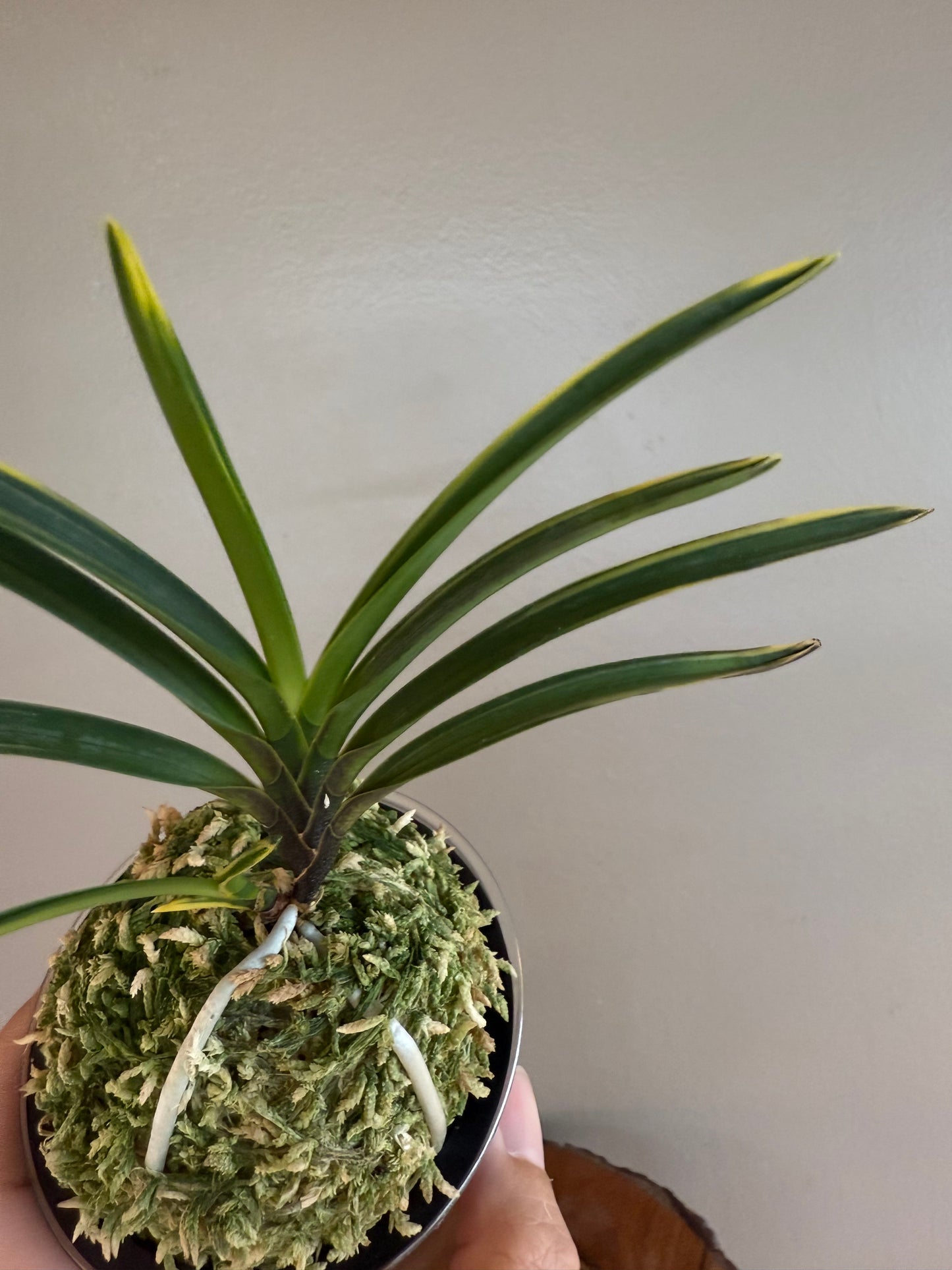 Neofinetia falcata Ouyashima 大八州