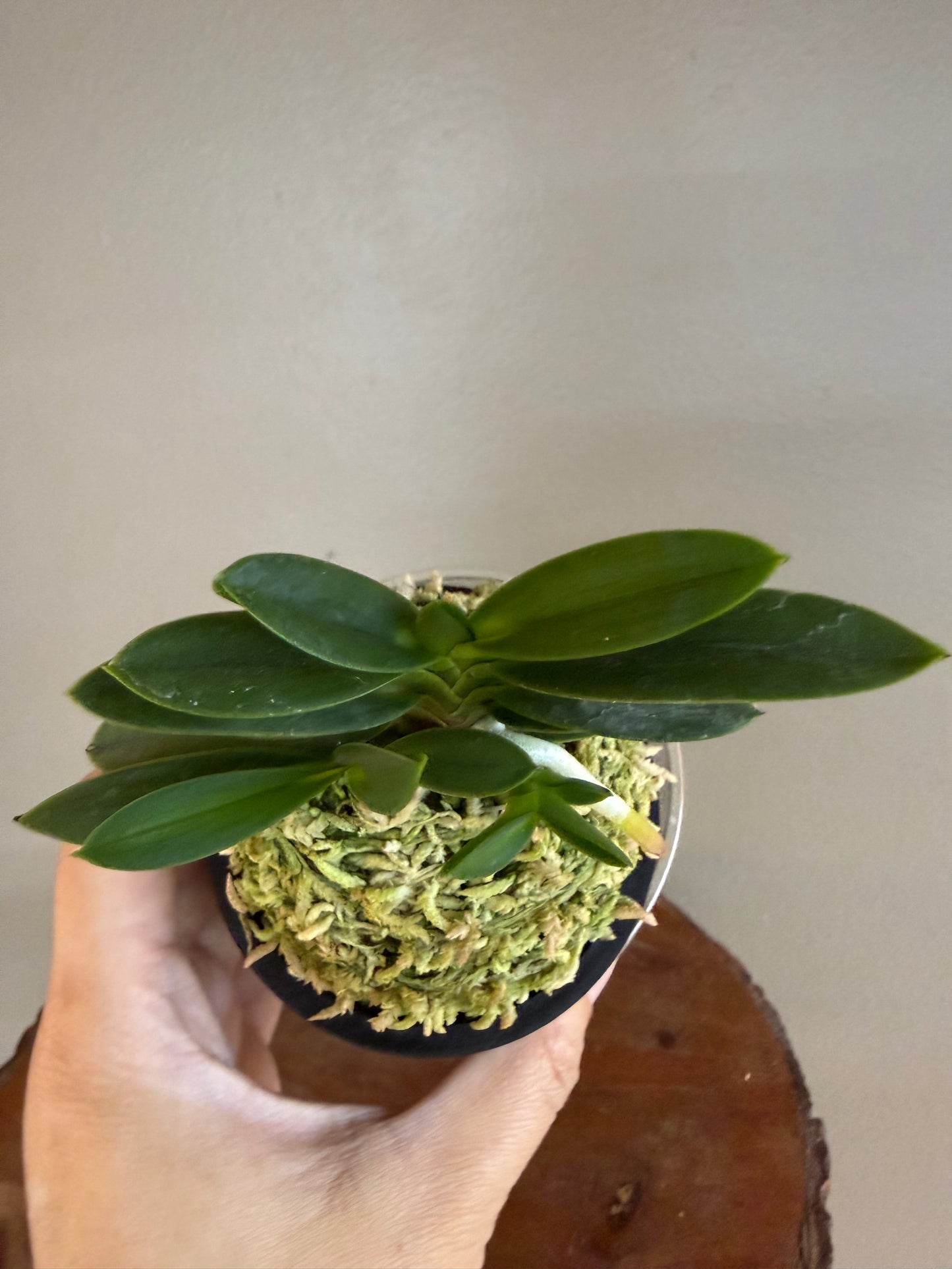 Neofinetia falcata Tengyokuho 天玉宝