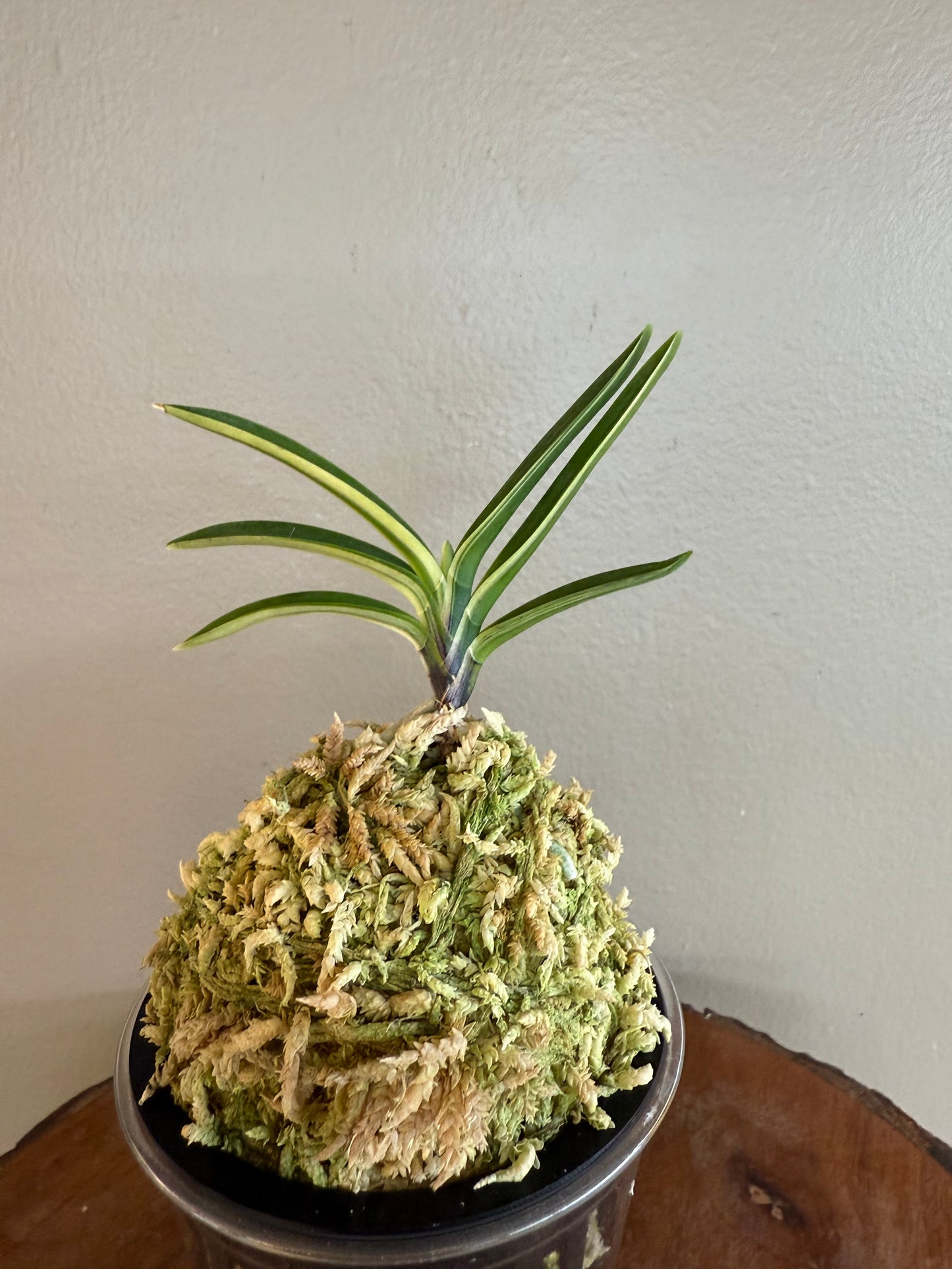 Neofinetia falcata Taikouhou 太公望