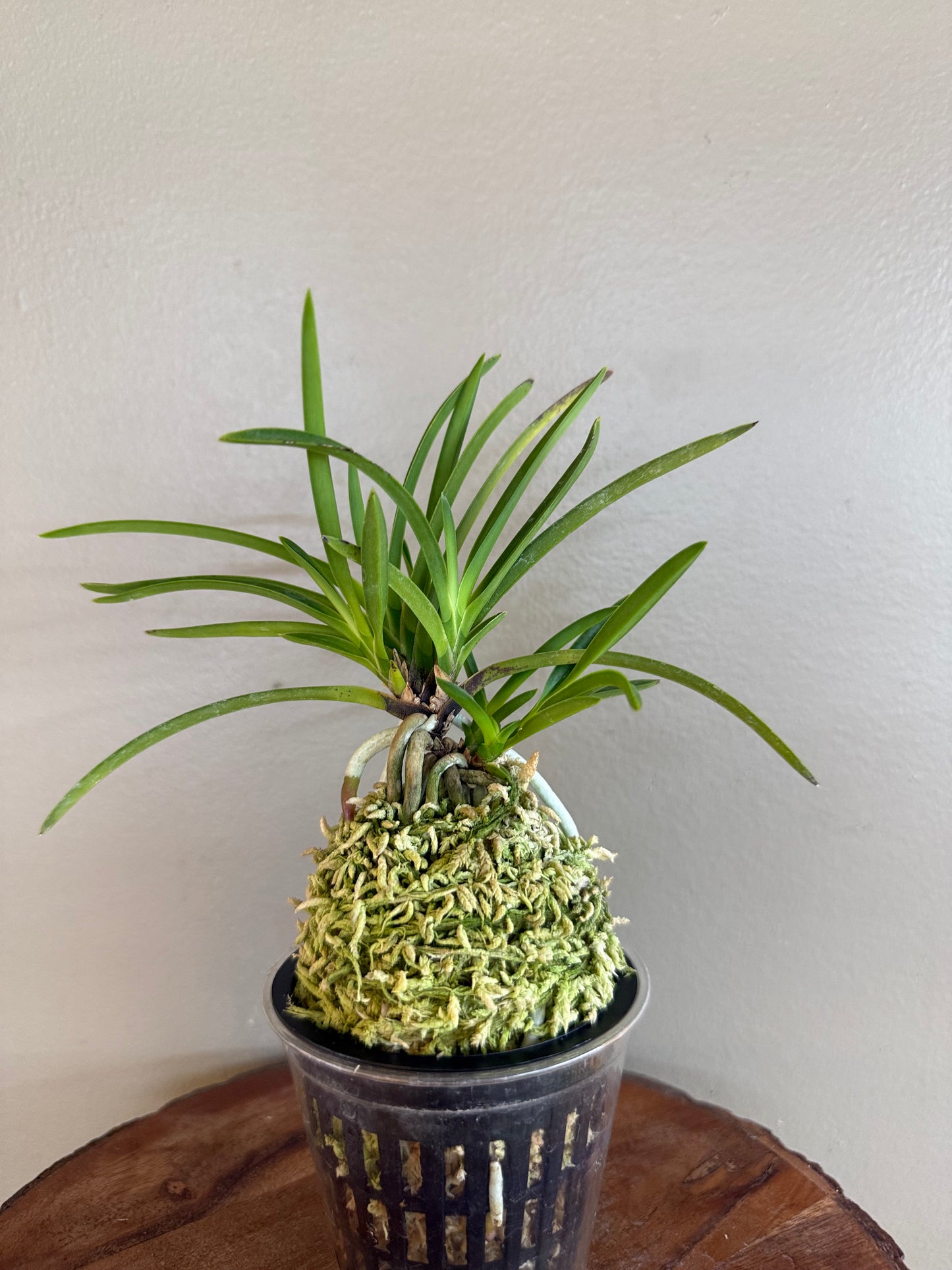Neofinetia falcata Shunkyuden 春及殿