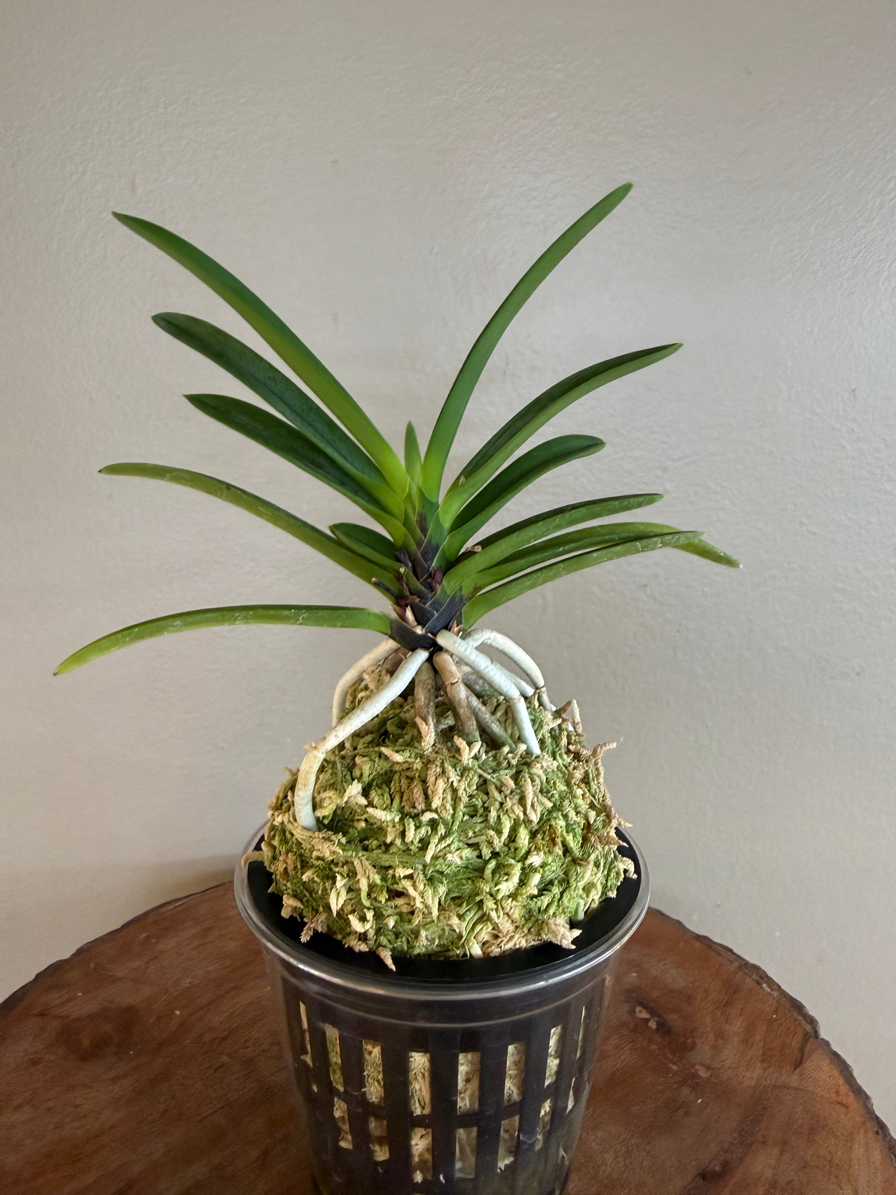 Neofinetia falcata Hanakanzashi 花簪 – Helen's Orchid House