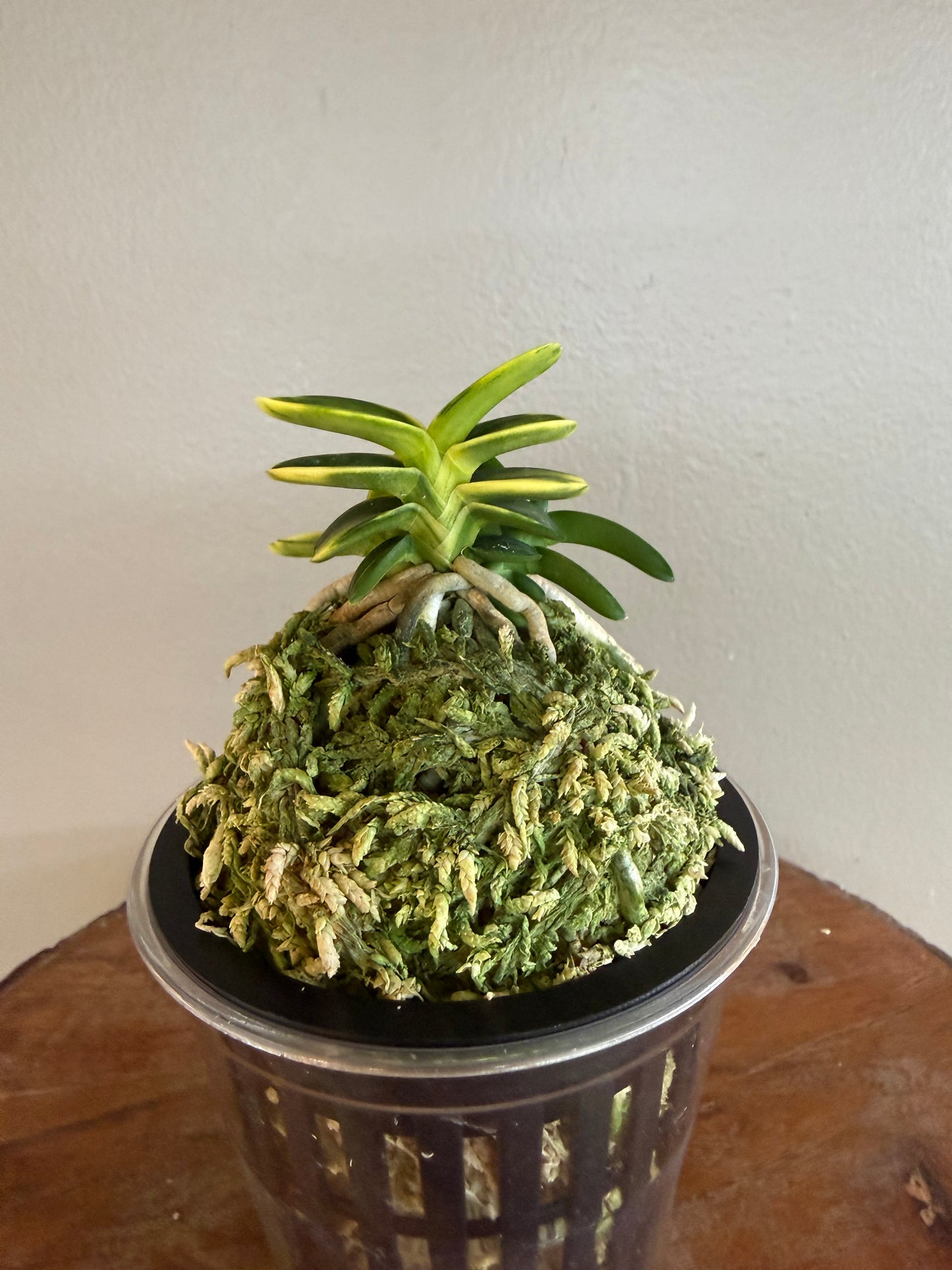 Neofinetia falcata Chwiwolho 翠月湖