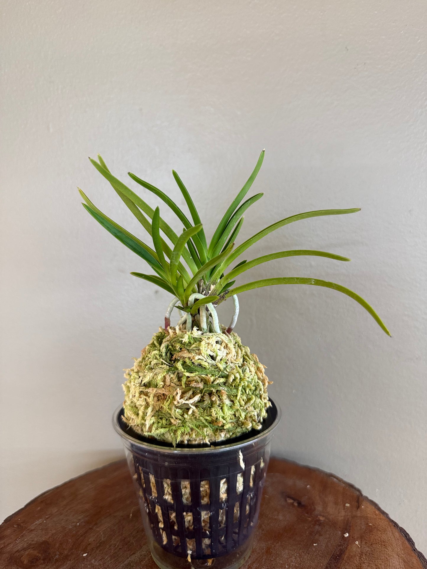 Neofinetia falcata Manjushage 曼珠沙華