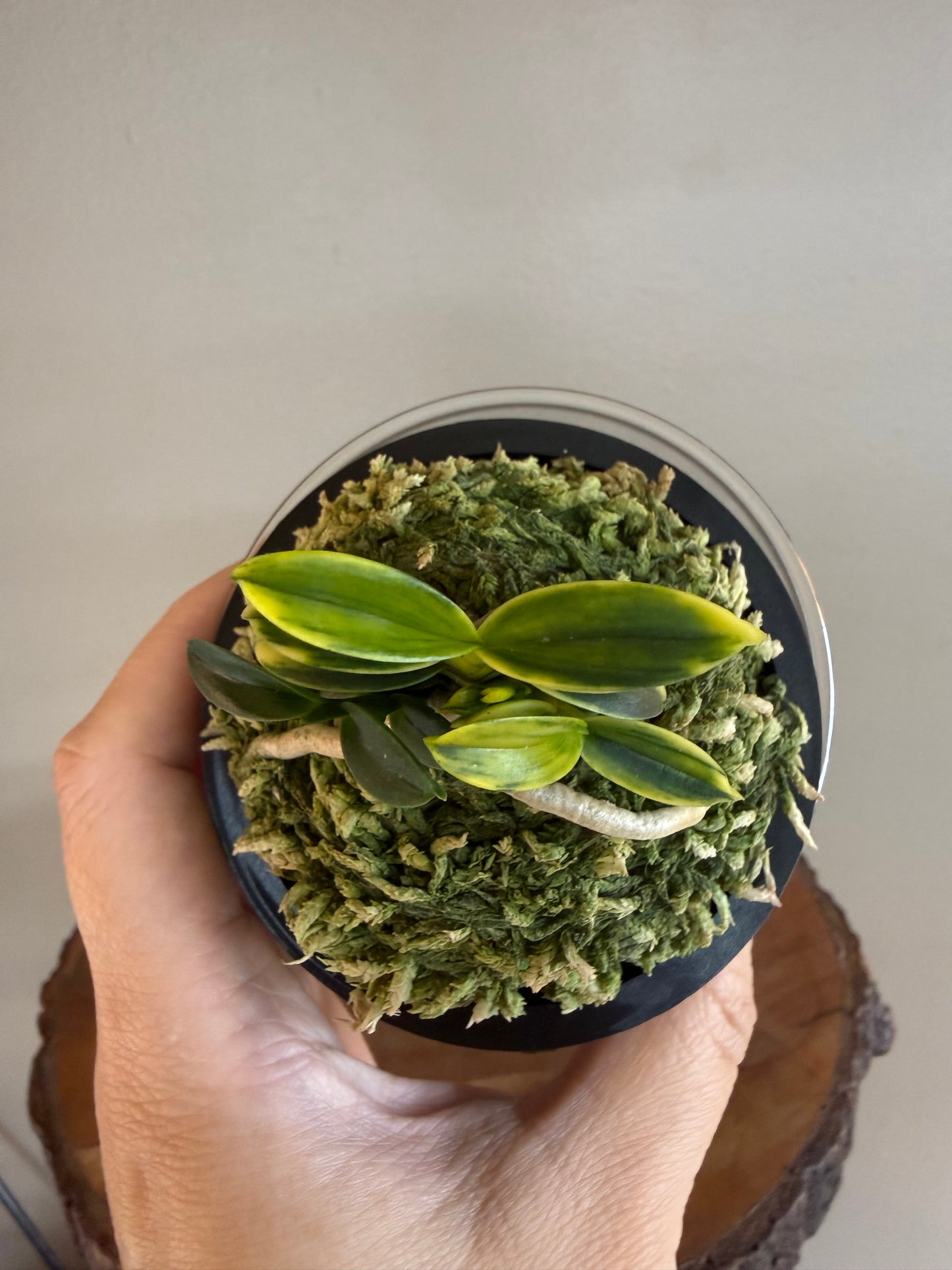 Neofinetia falcata Chwiwolho 翠月湖
