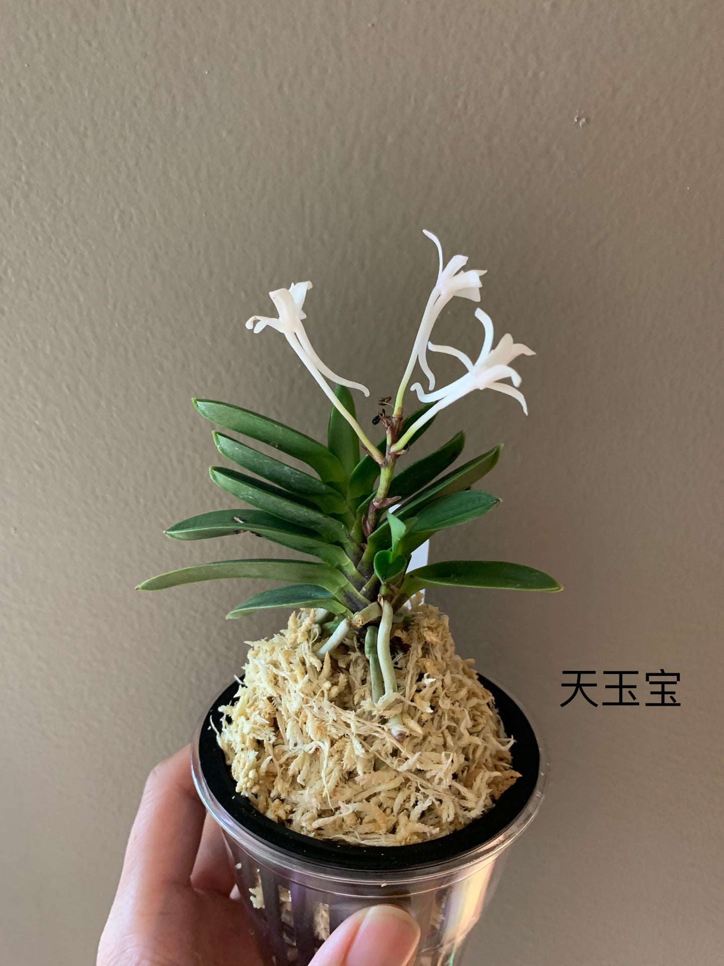 Neofinetia falcata Tengyokuho 天玉宝