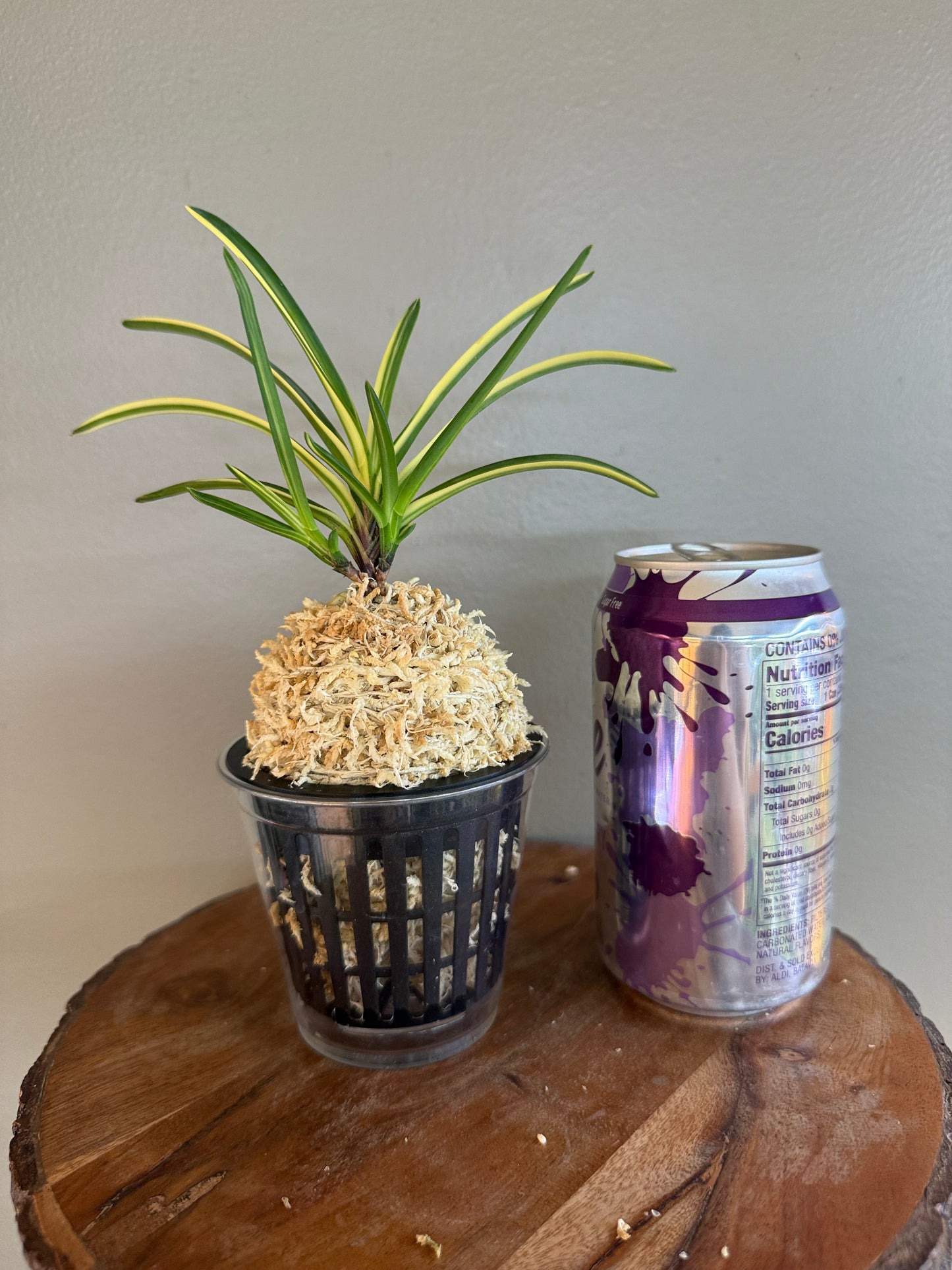 Neofinetia falcata Miyakohabutae 都羽二重