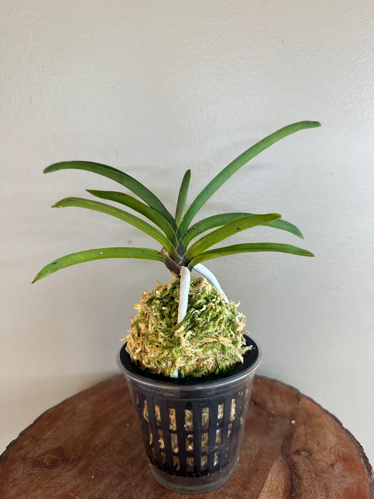 Neofinetia falcata Jahongseon (3spur)紫紅仙