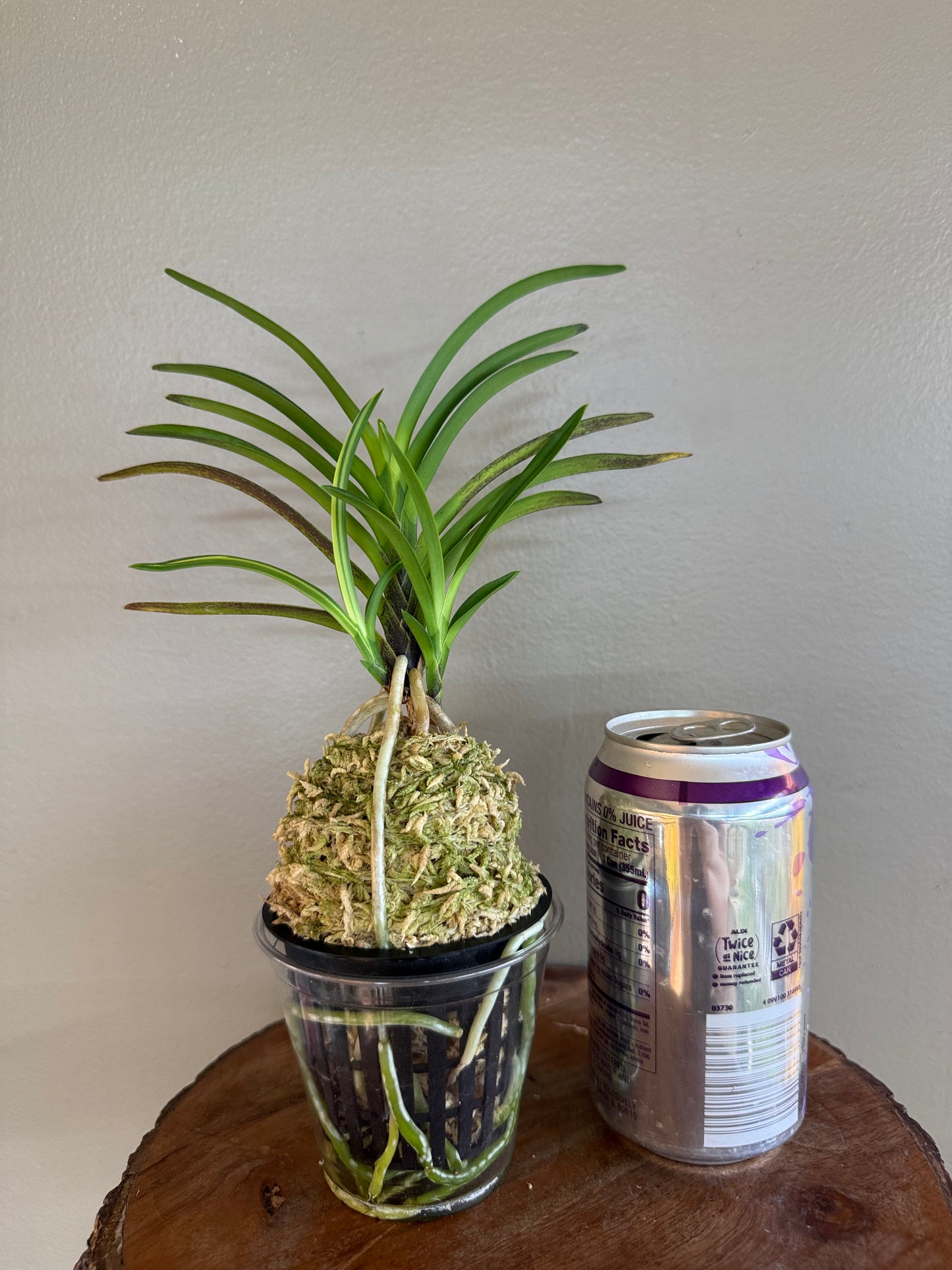 Neofinetia falcata Seohwang 瑞煌