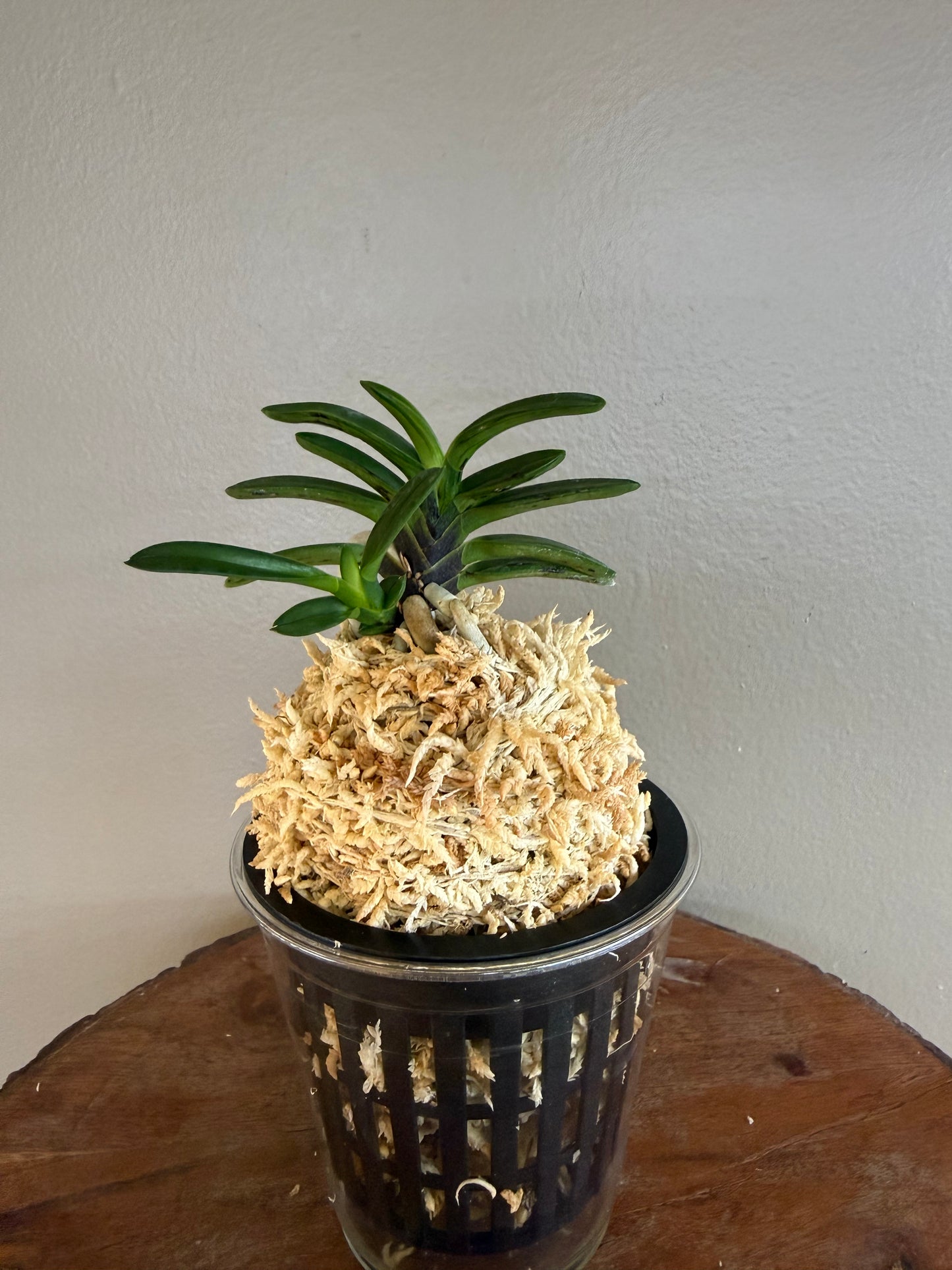 Neofinetia falcata Shigyoku 紫玉