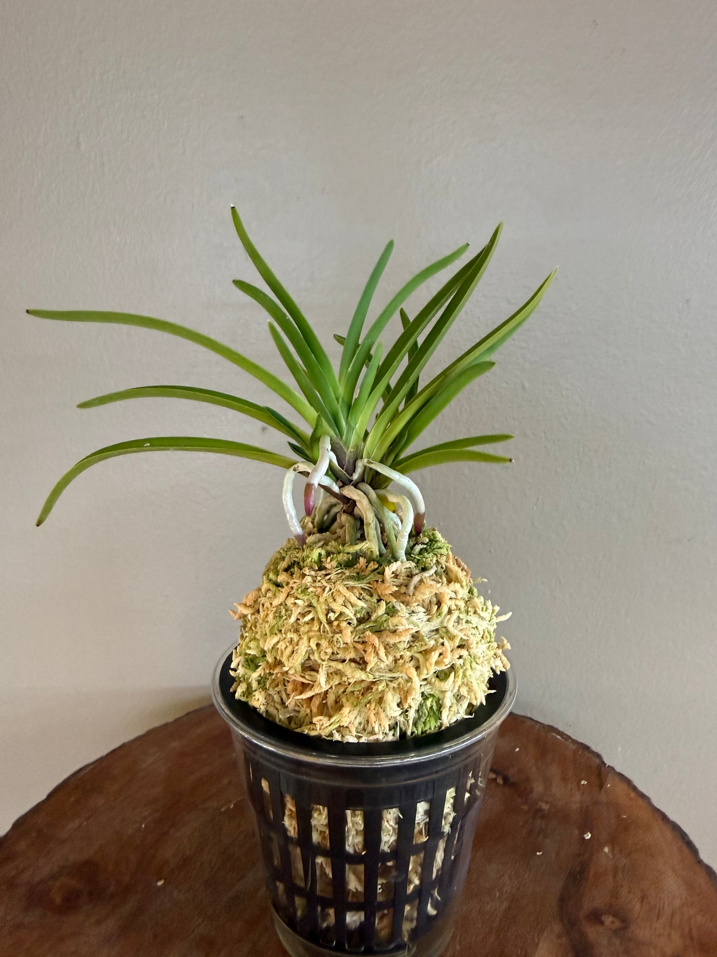 Neofinetia falcata Manjushage 曼珠沙華
