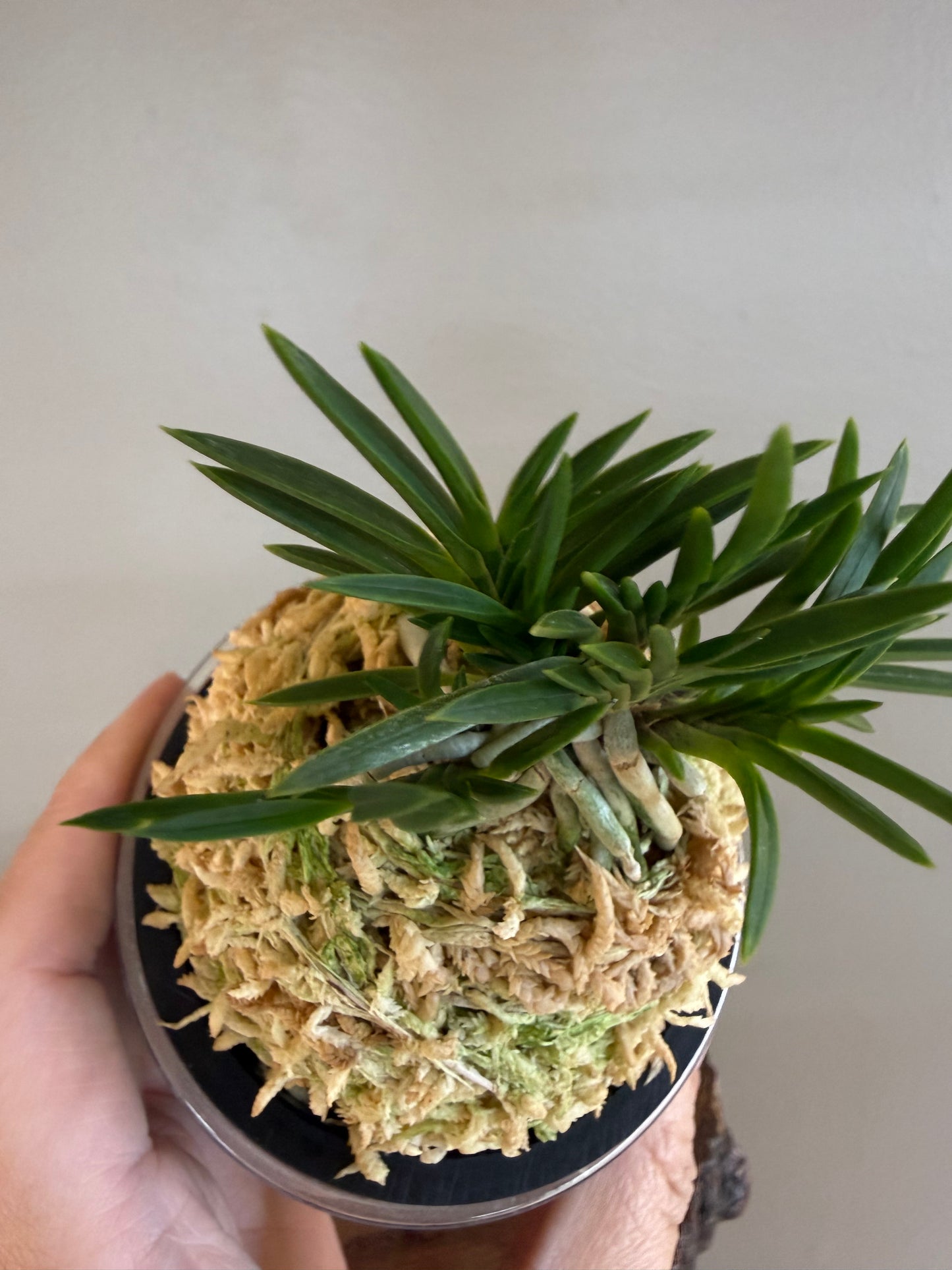 Neofinetia falcata Maiougi 舞扇