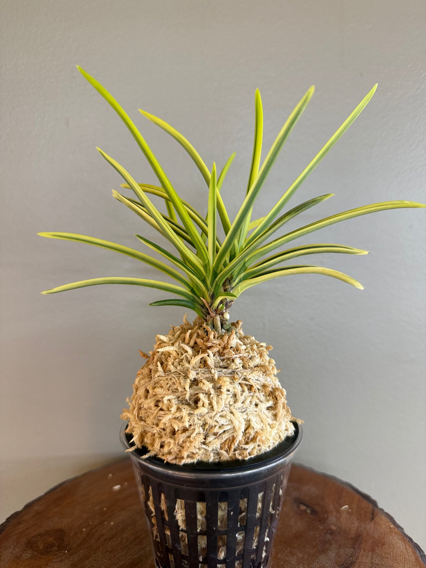 Neofinetia falcata Tenkei Fukurin 天恵覆輪