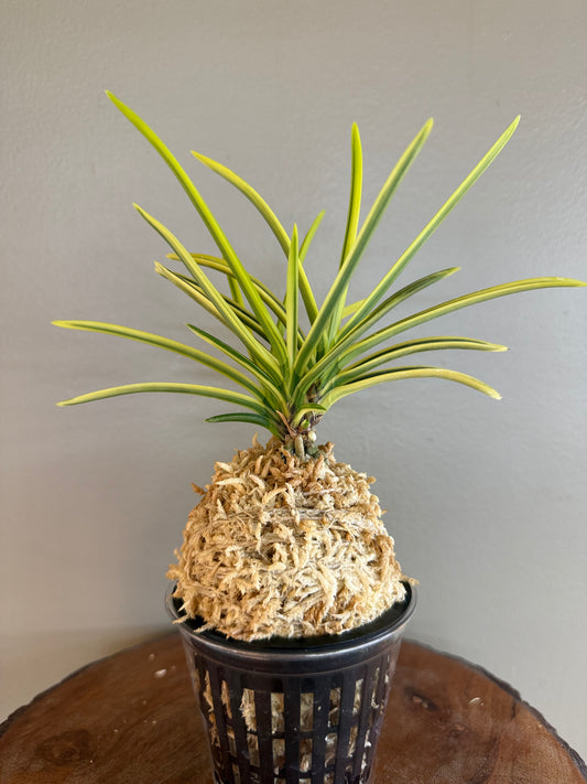 Neofinetia falcata Tenkei Fukurin 天恵覆輪