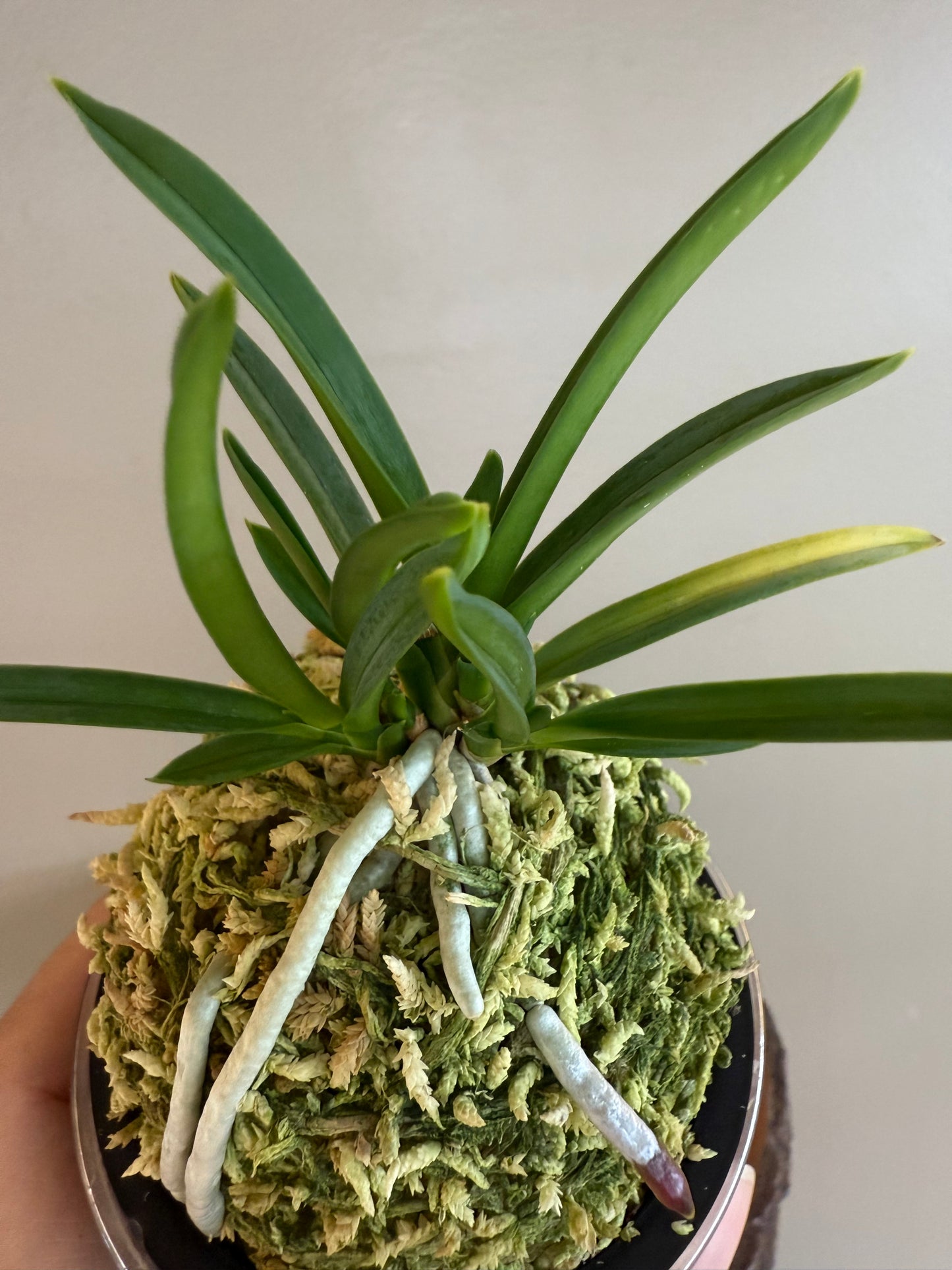 Neofinetia falcata Dohyeon 桃玄