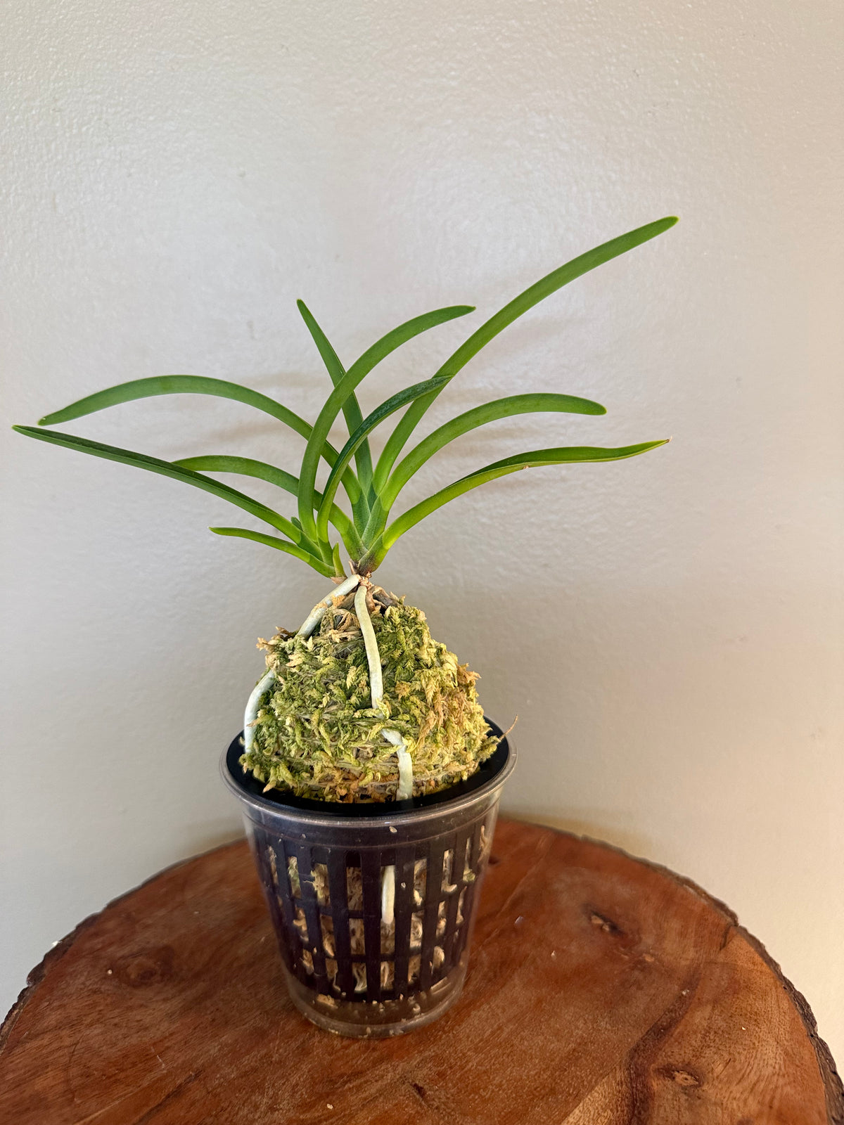 Neofinetia falcata Wonhong 元紅