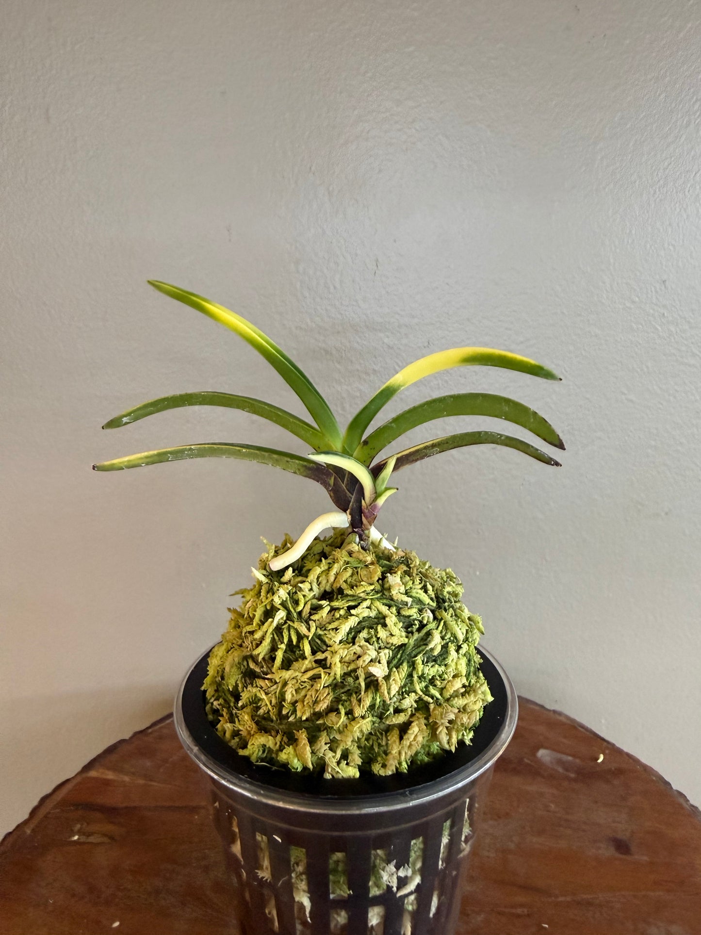 Neofinetia falcata Nishikiori 錦織