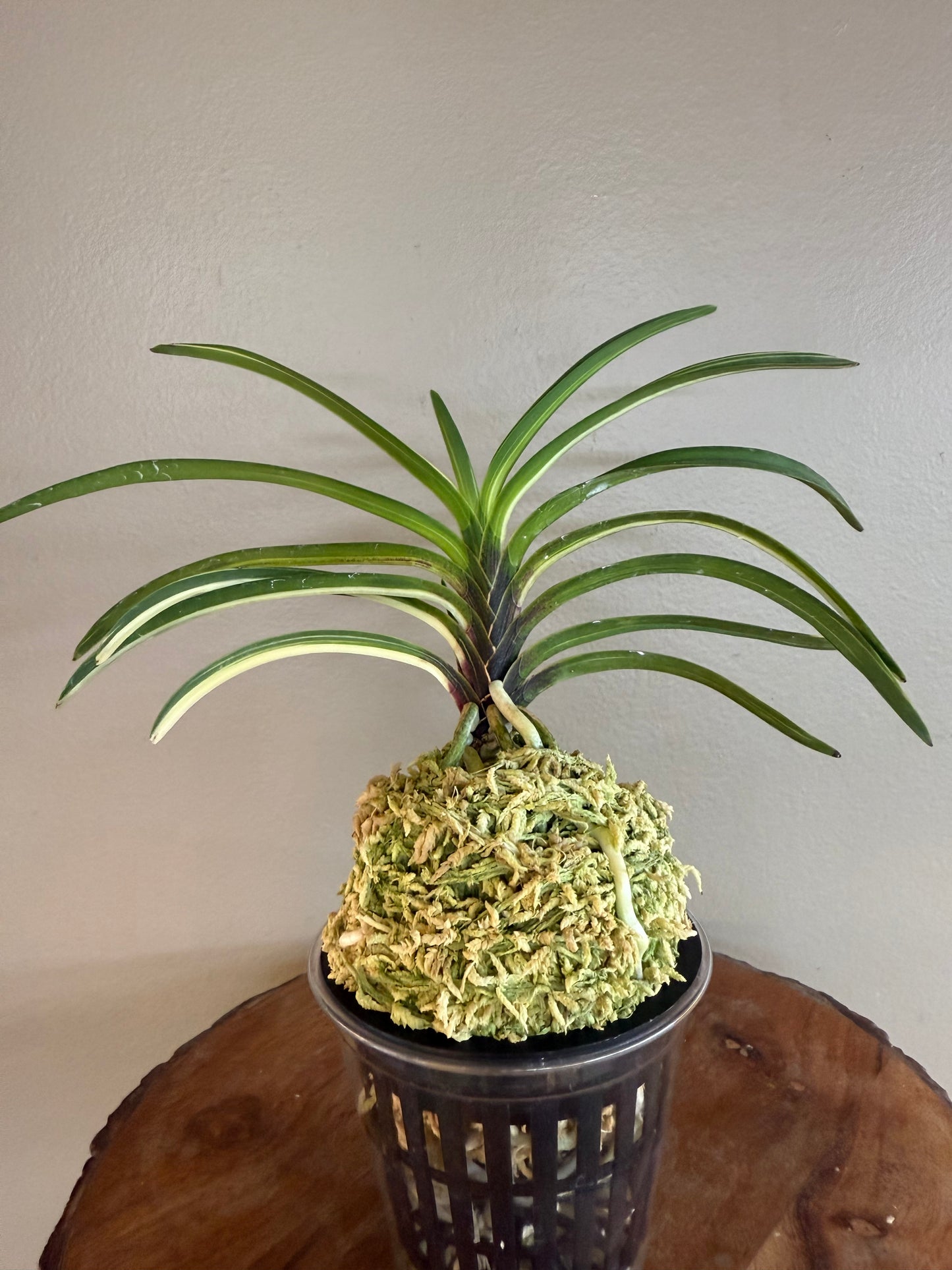 Neofinetia falcata Momoyama Nishiki 桃山錦