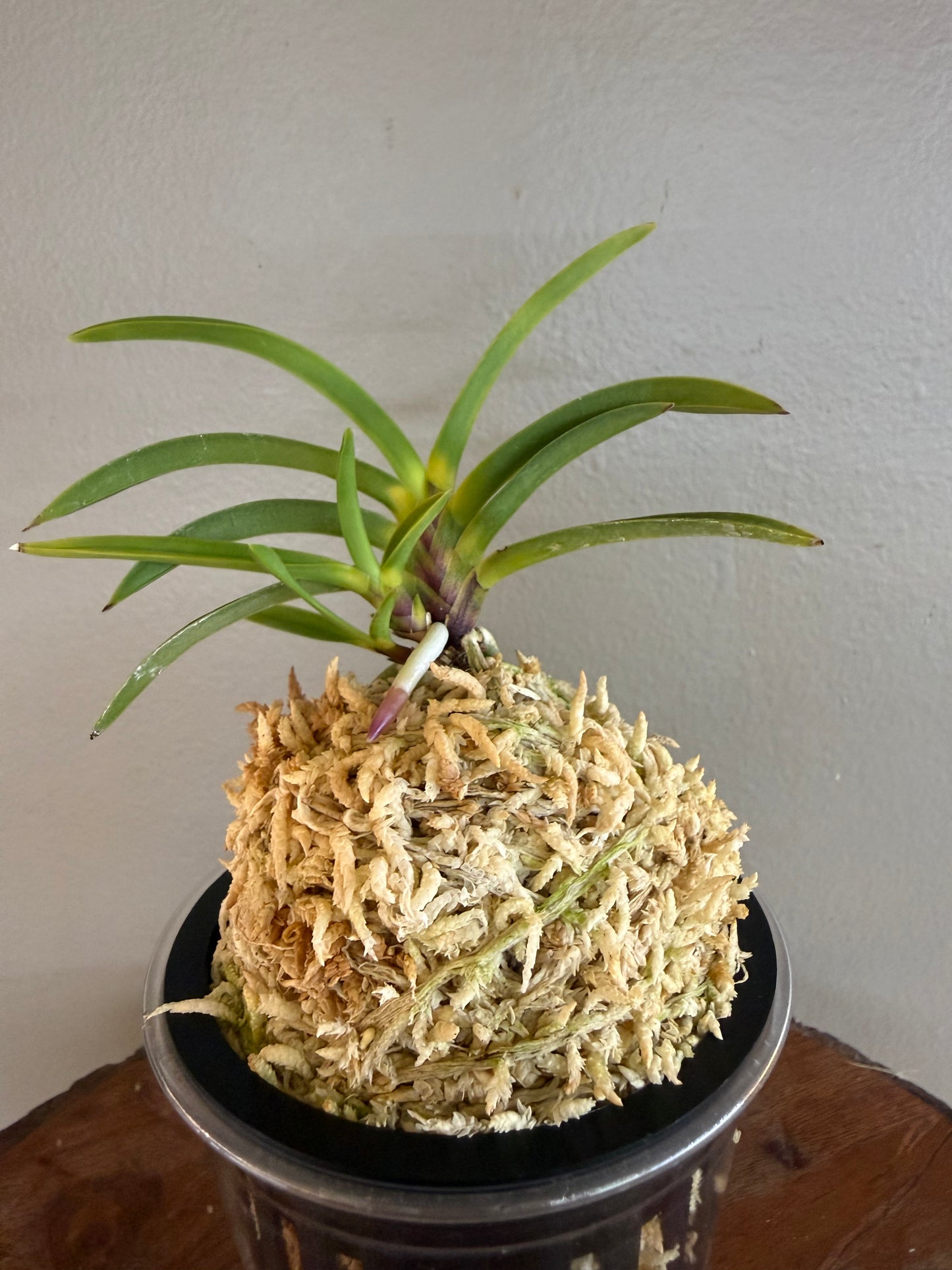 Neofinetia falcata Shingetsu 真月