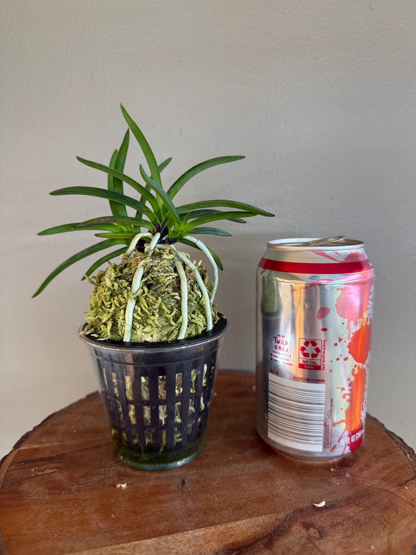 Neofinetia falcata Kogyoku no hana 紅玉の花