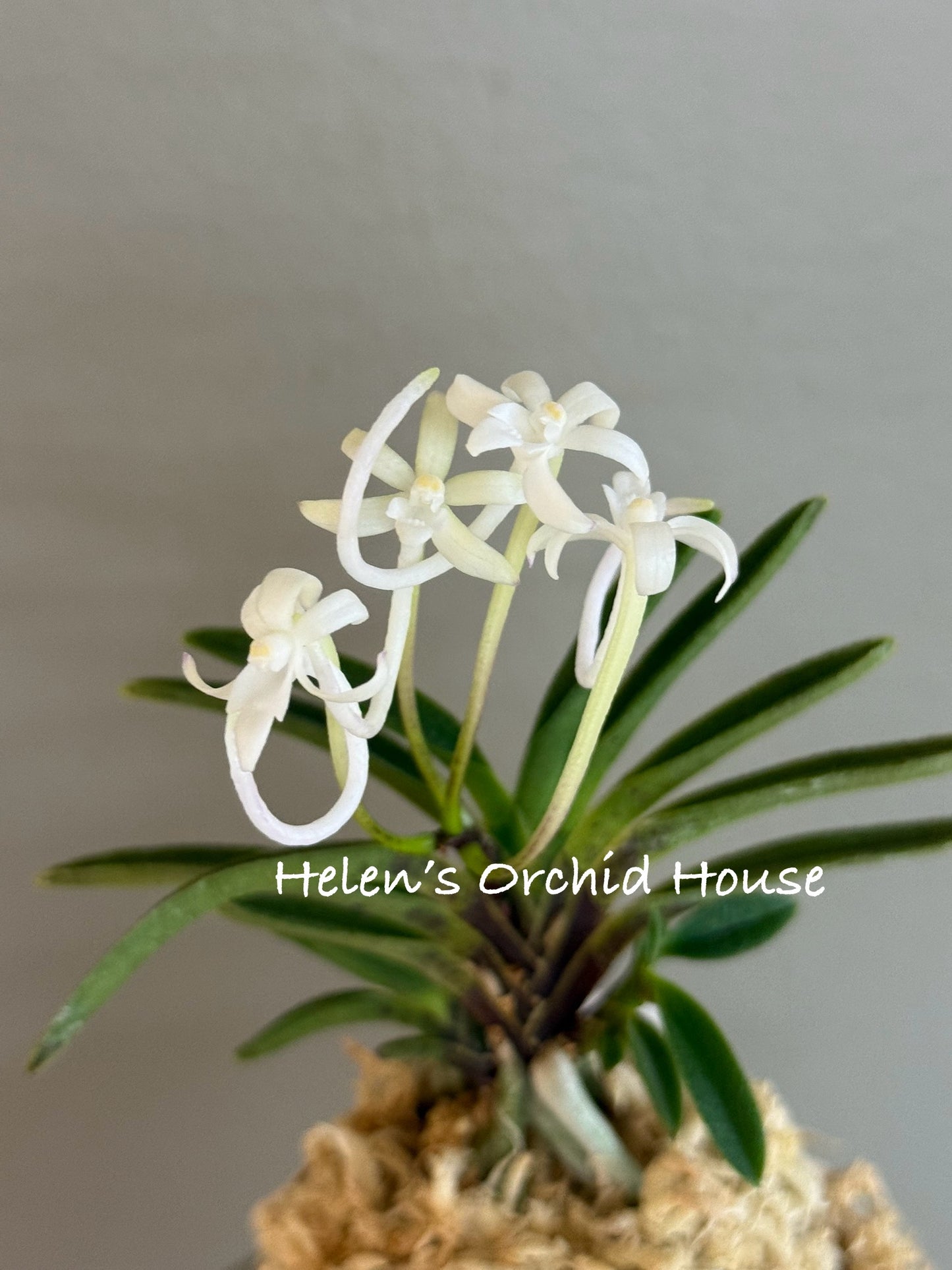 Neofinetia falcata Kinginrasha 金銀羅紗