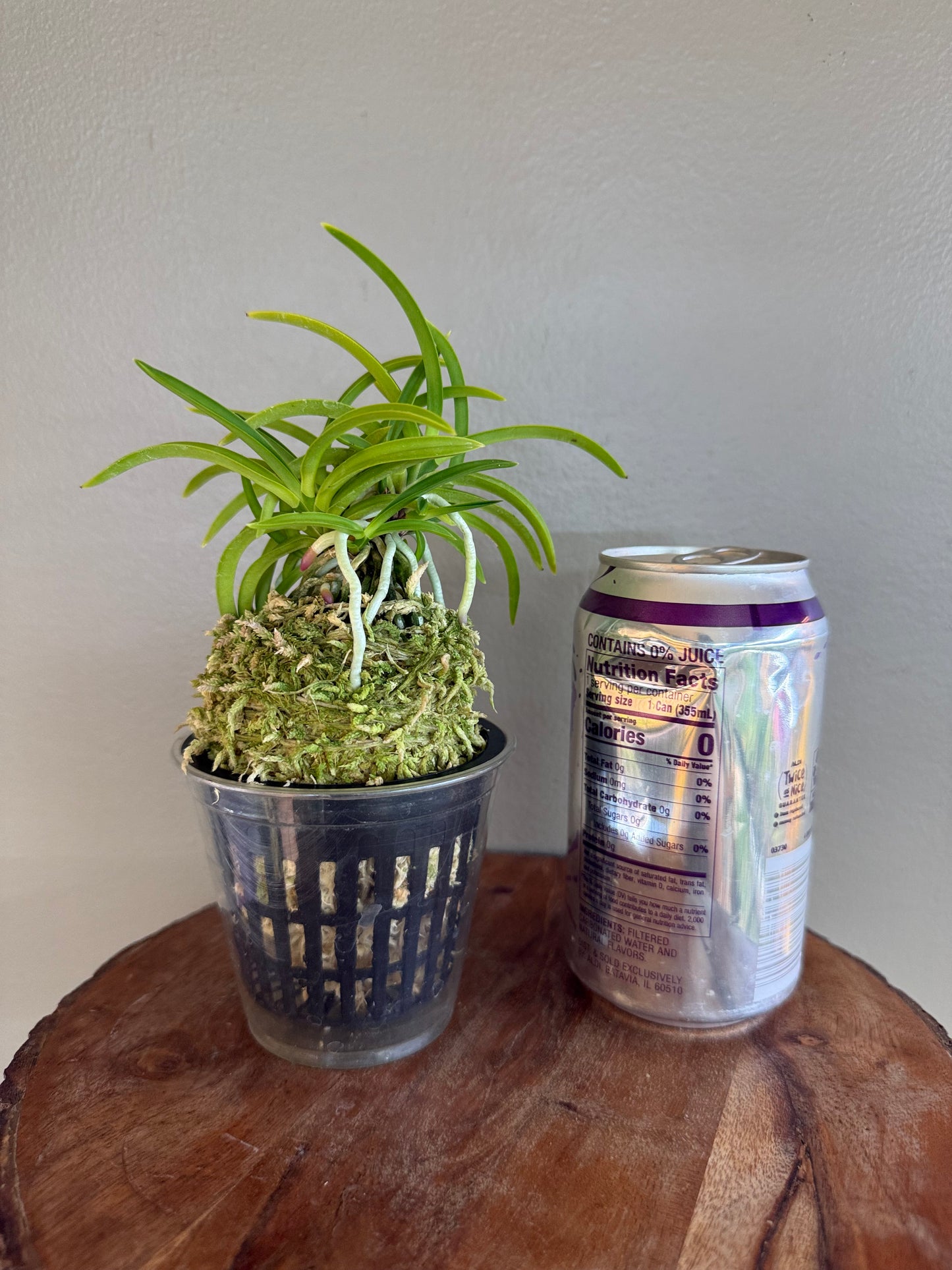 Neofinetia falcata Jomon no Hikari 縄文の光