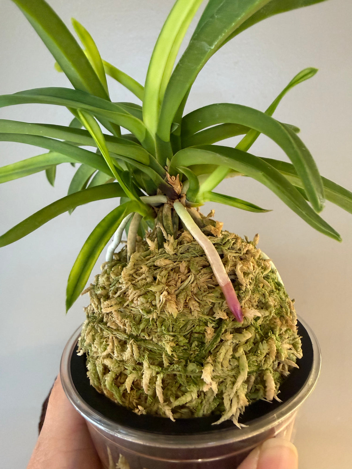 Neofinetia falcata Ooawaumi 大淡海(Ruby root)