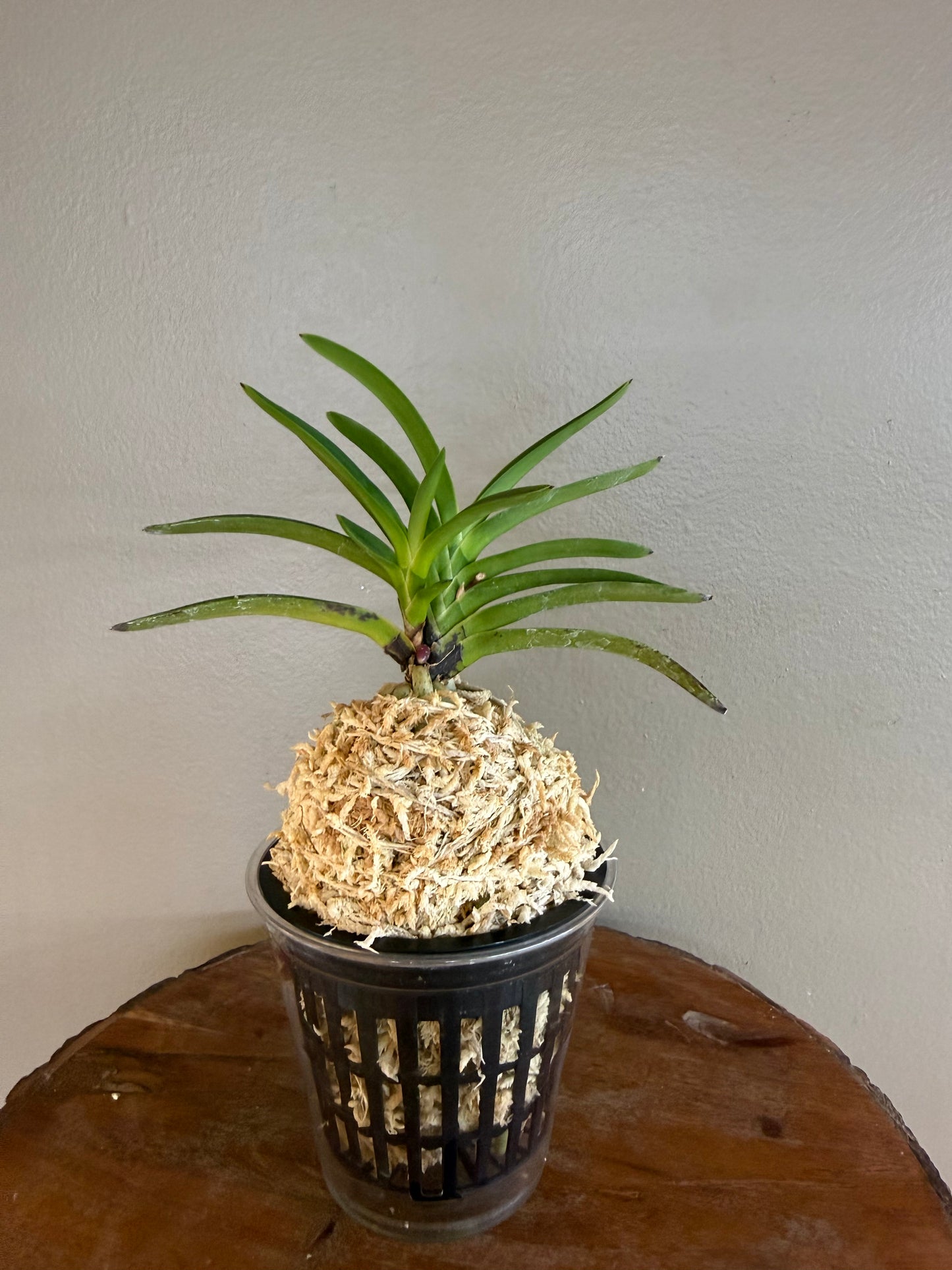 Neofinetia falcata Mangekyo 万華境