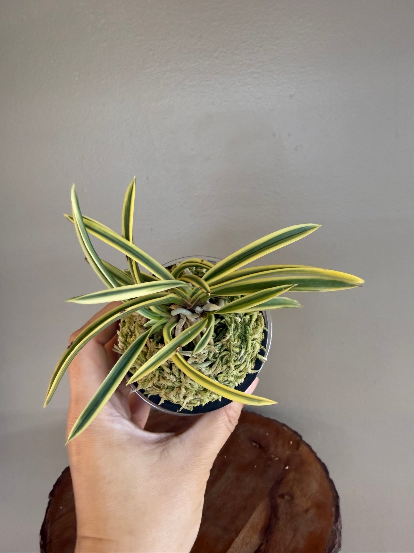 Neofinetia falcata Kotou Fukurin 湖東覆輪