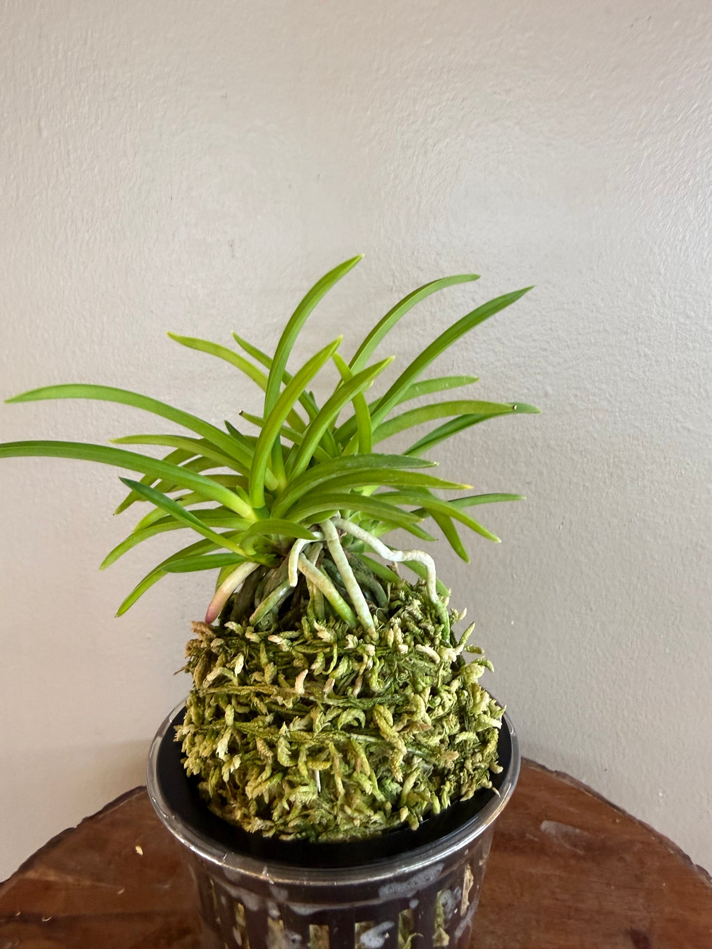 Neofinetia falcata Jomon no Hikari 縄文の光