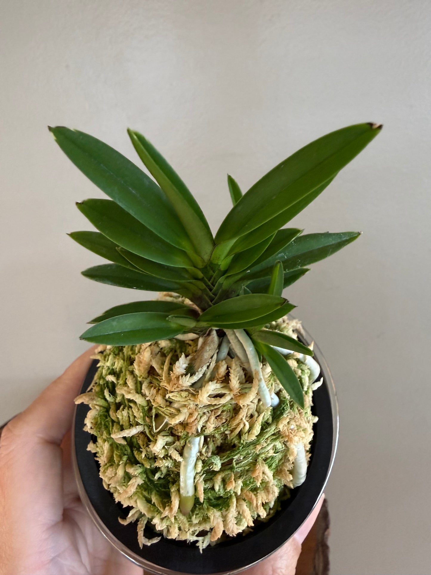 Neofinetia falcata Sekirei 鶺鴒