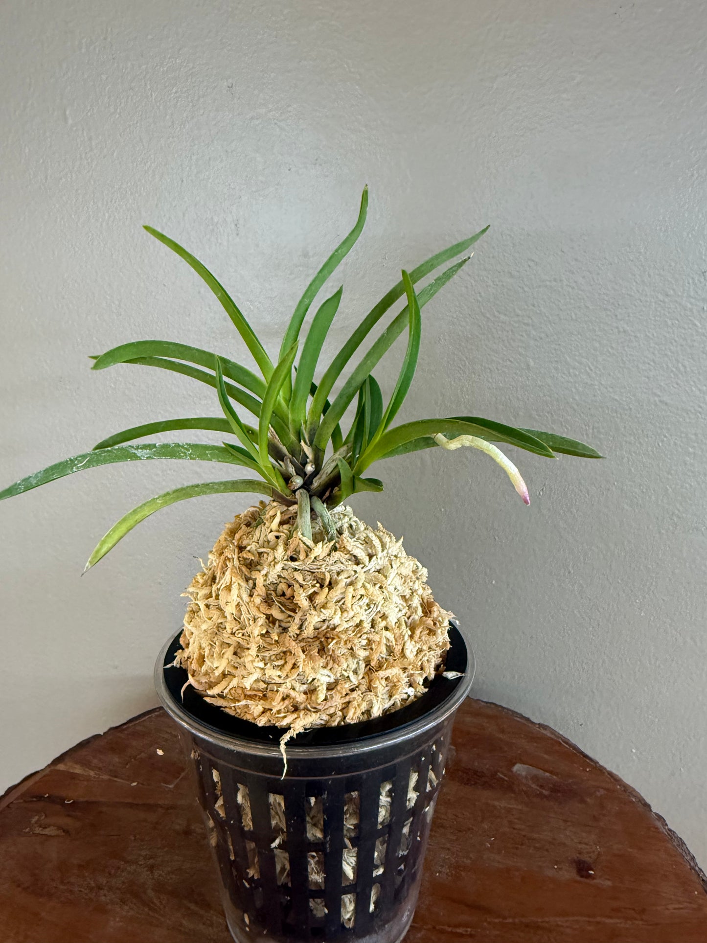 Neofinetia falcata Manjushage 曼珠沙華
