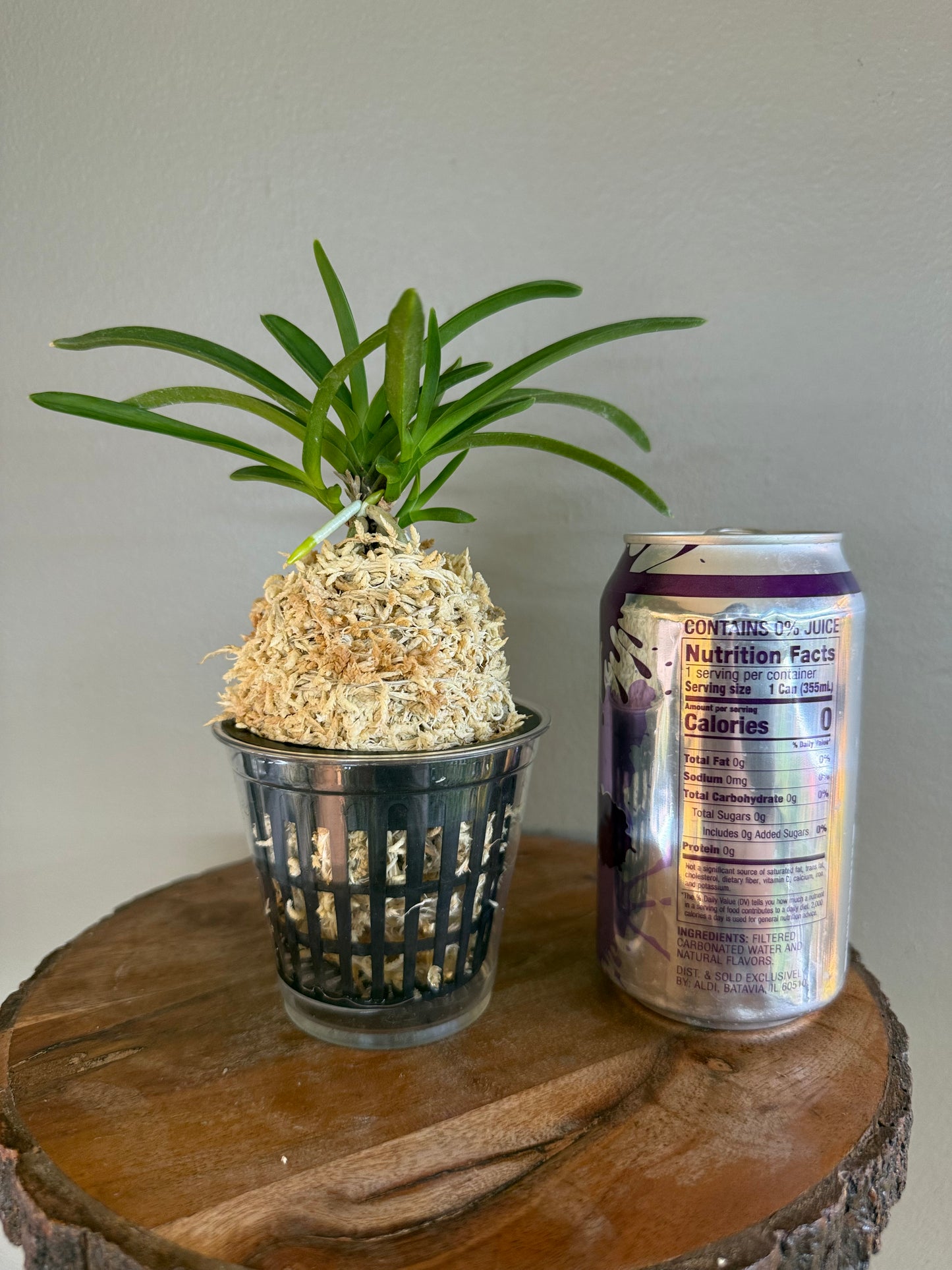 Neofinetia falcata Benigkaede 紅楓