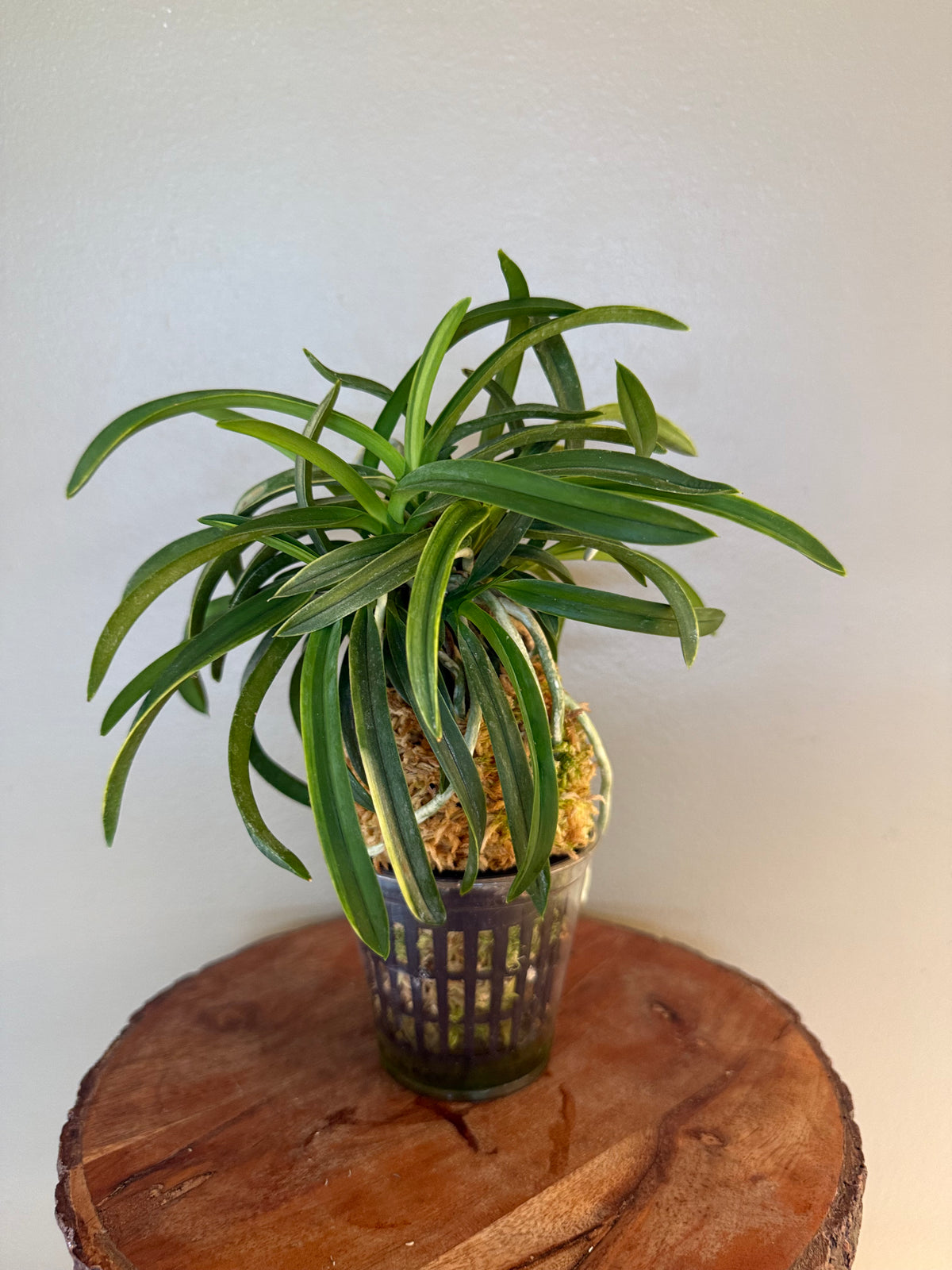 Neofinetia falcata Fugaku 富嶽