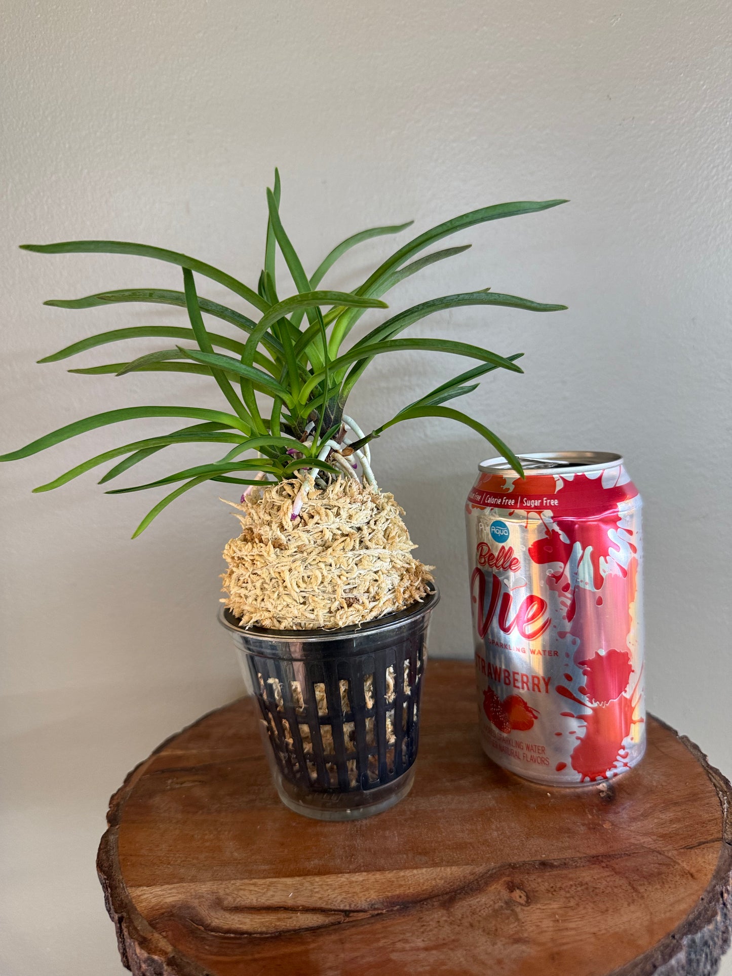 Neofinetia falcata Hokage 火影