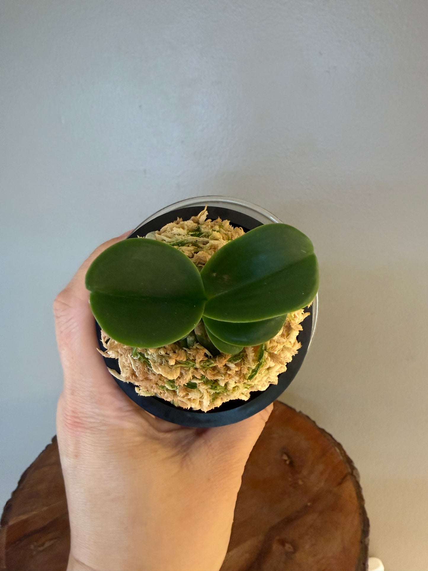 Sedirea japonica Minmaru 明丸