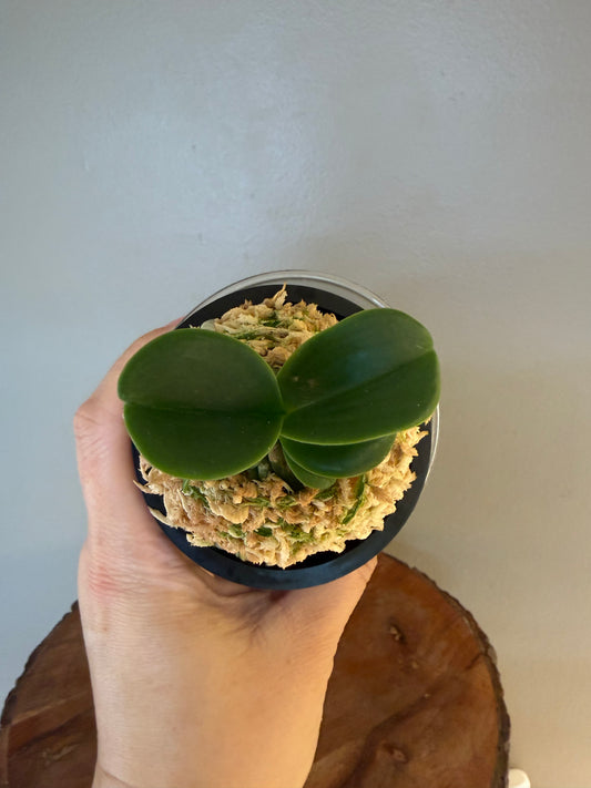 Sedirea japonica Minmaru 明丸