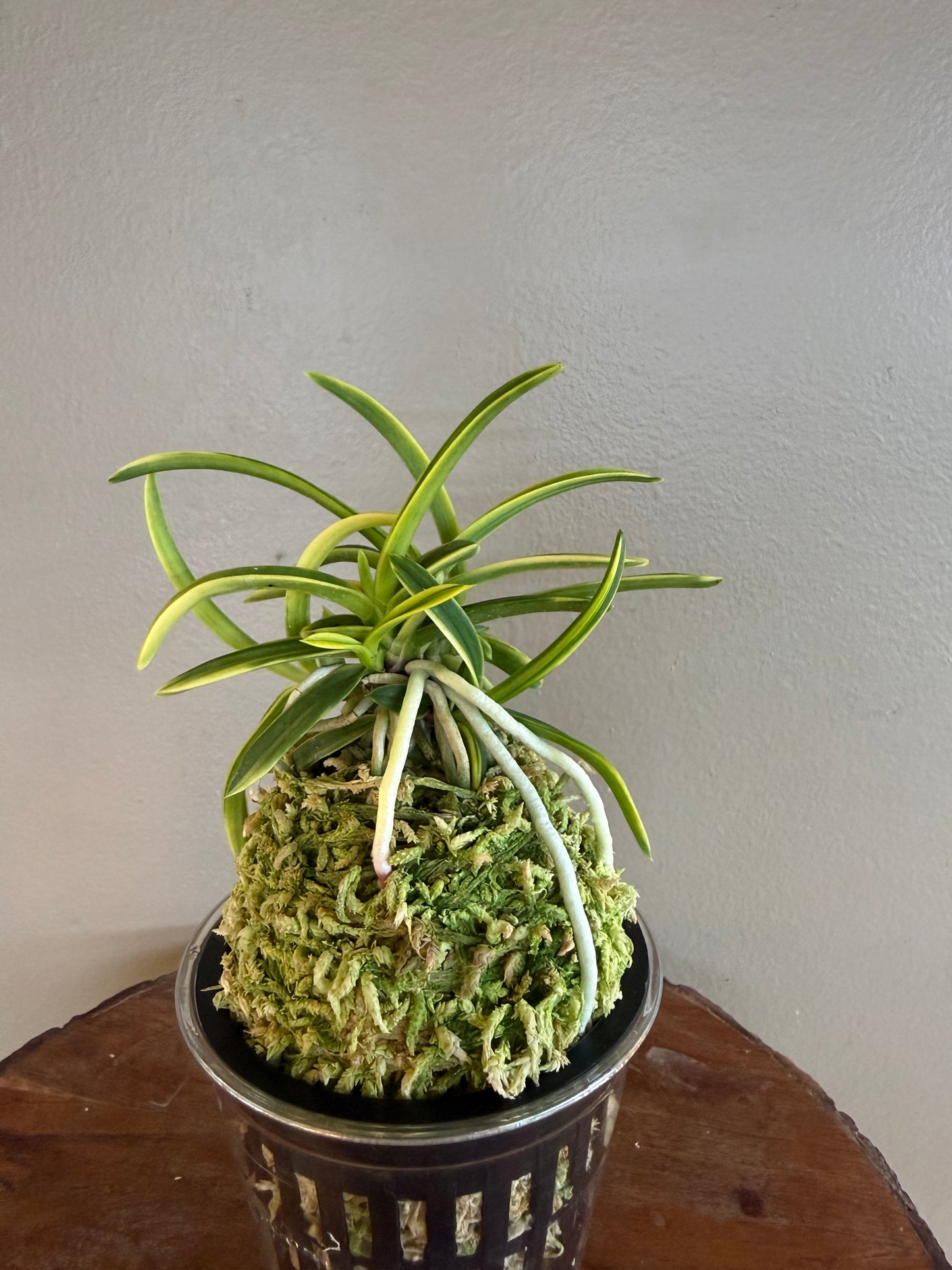 Neofinetia falcata Fugaku 富嶽