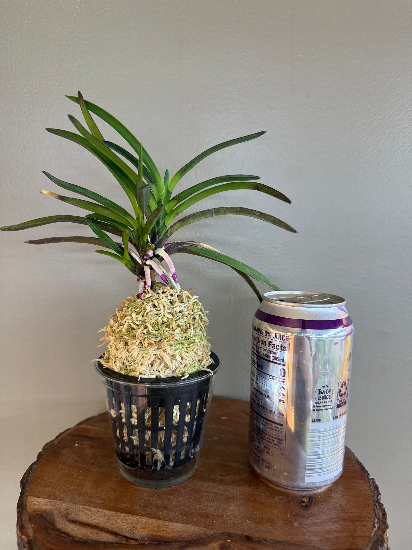 Neofinetia falcata Taiga 大河