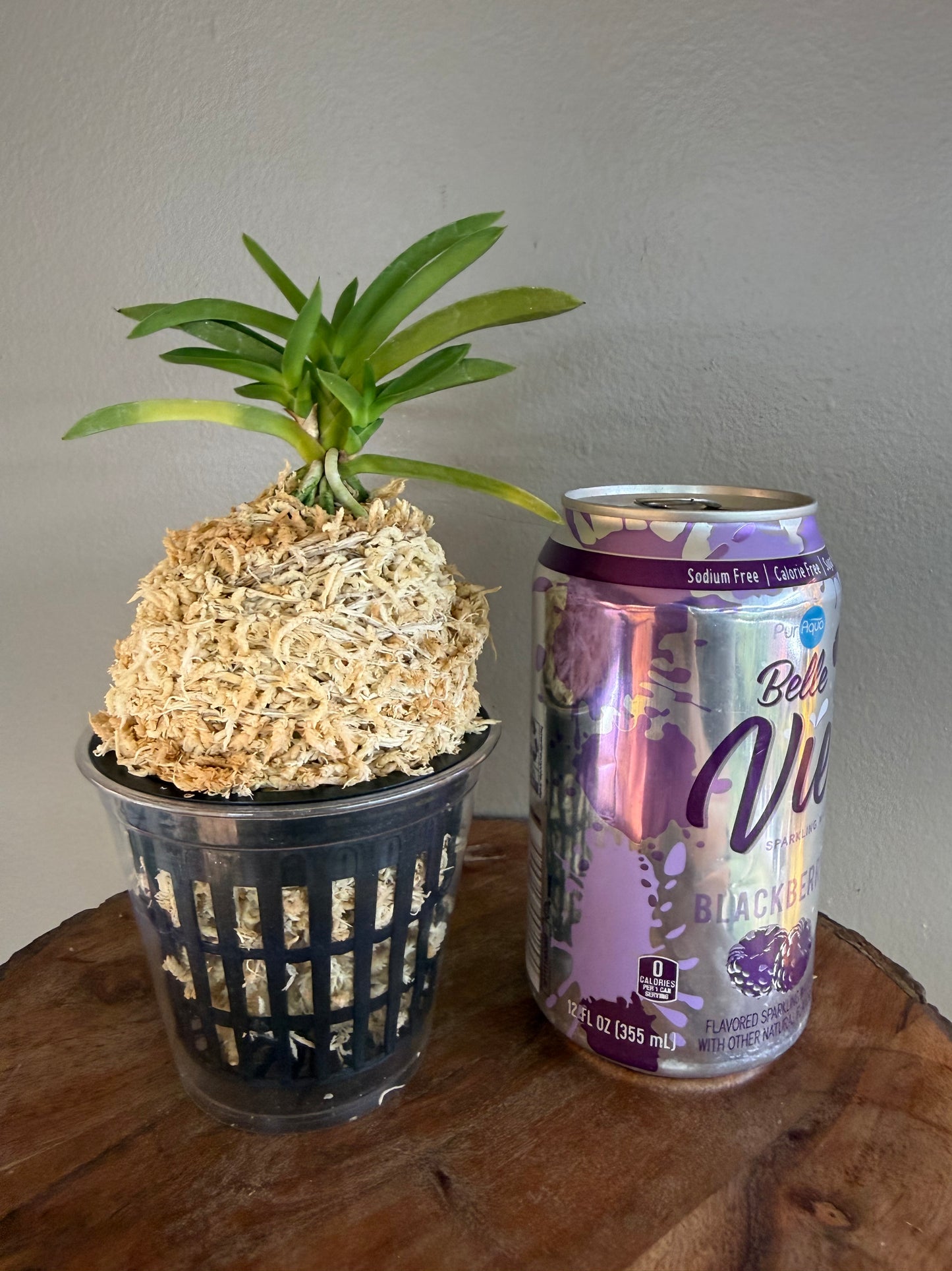 Neofinetia falcata Suisei 彗星