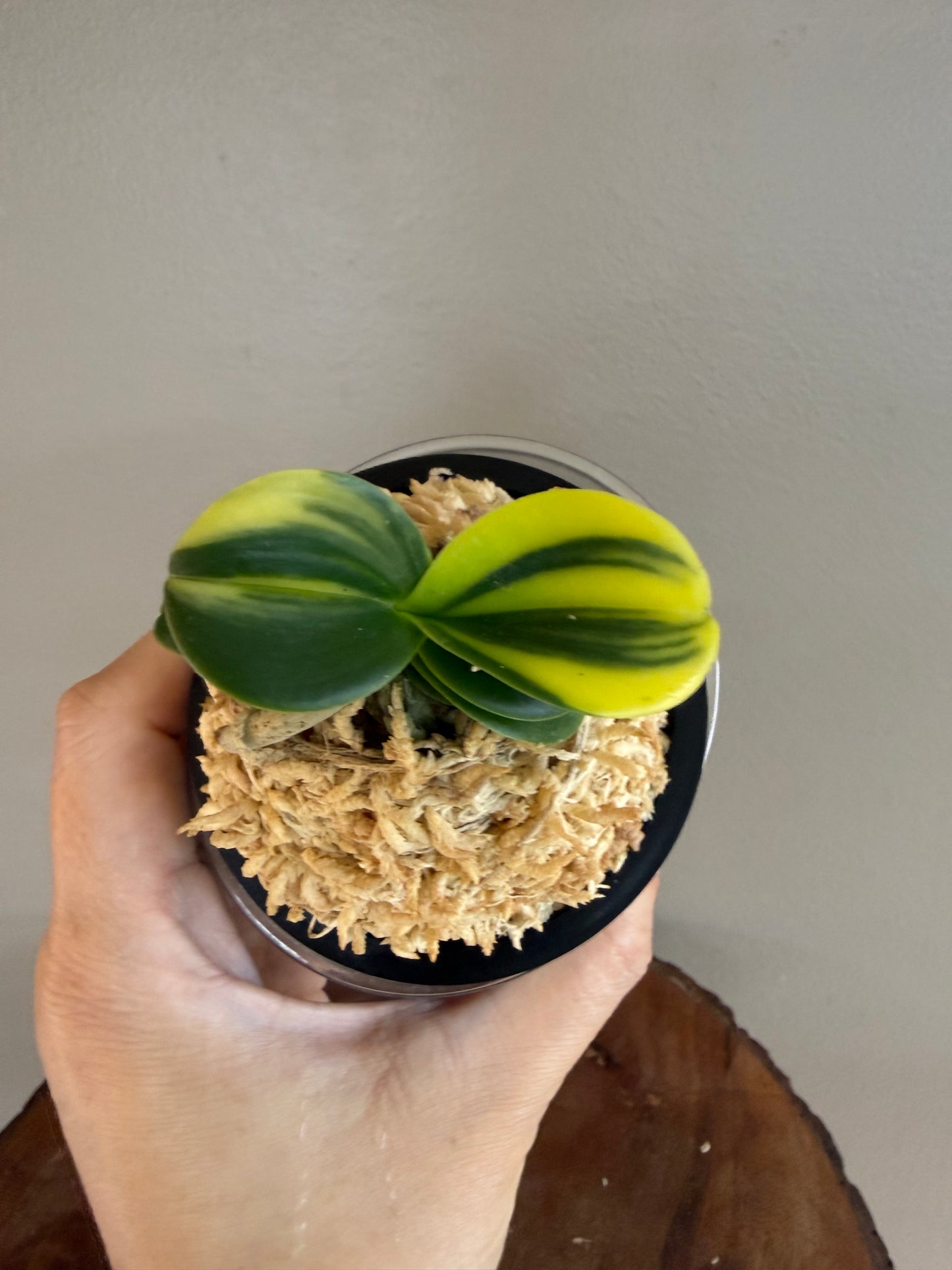 Sedirea japonica Minmaru Shima 明丸錦