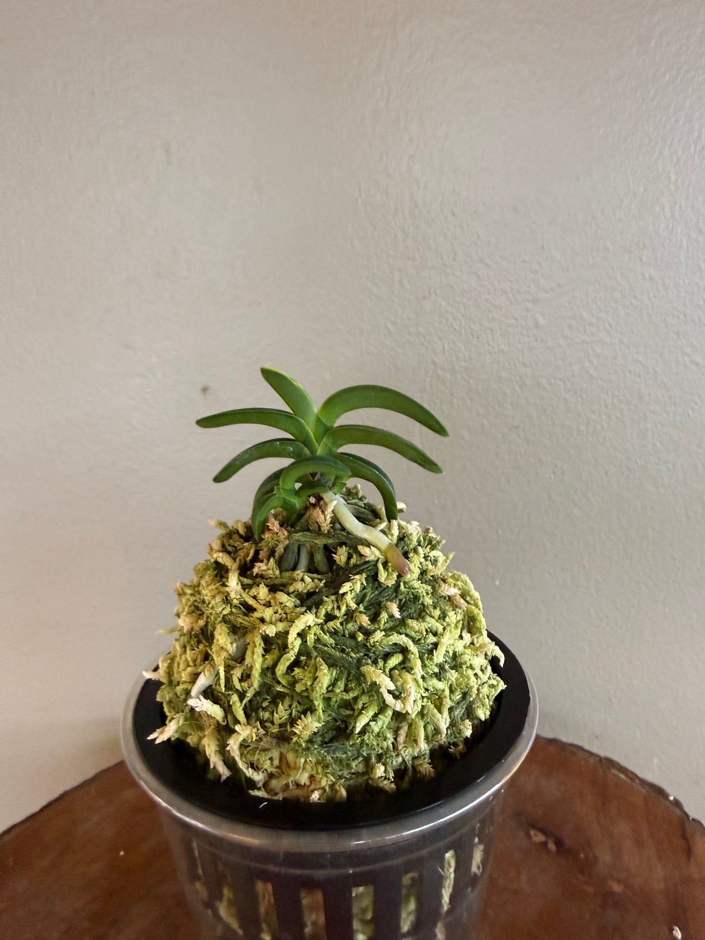 Neofinetia falcata Suikanishiki 翠華錦