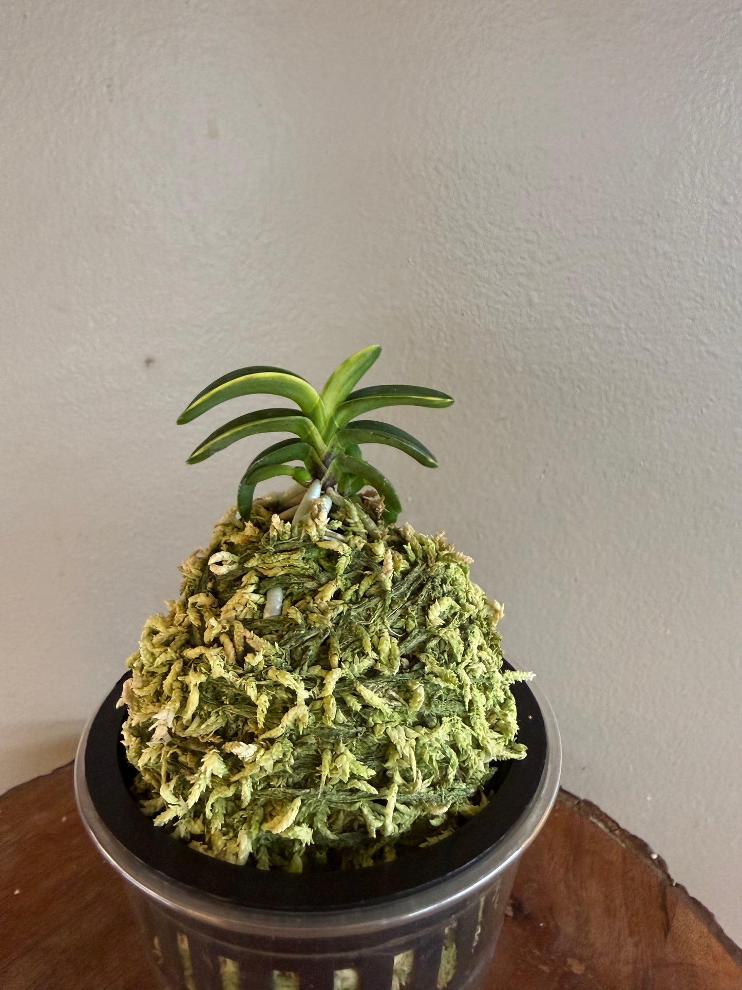 Neofinetia falcata Suikanishiki 翠華錦