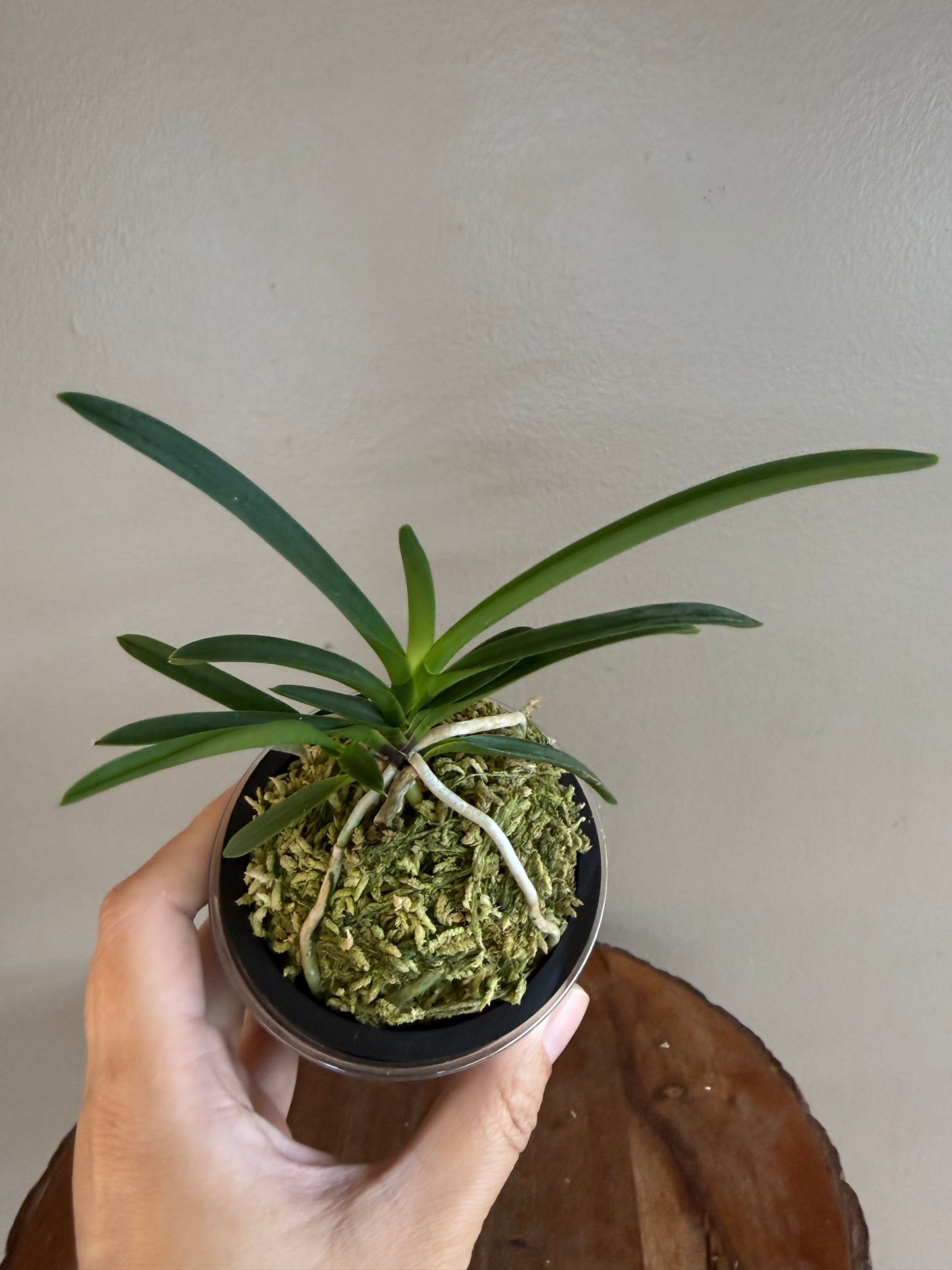 Neofinetia falcata Jangjahong 長紫紅